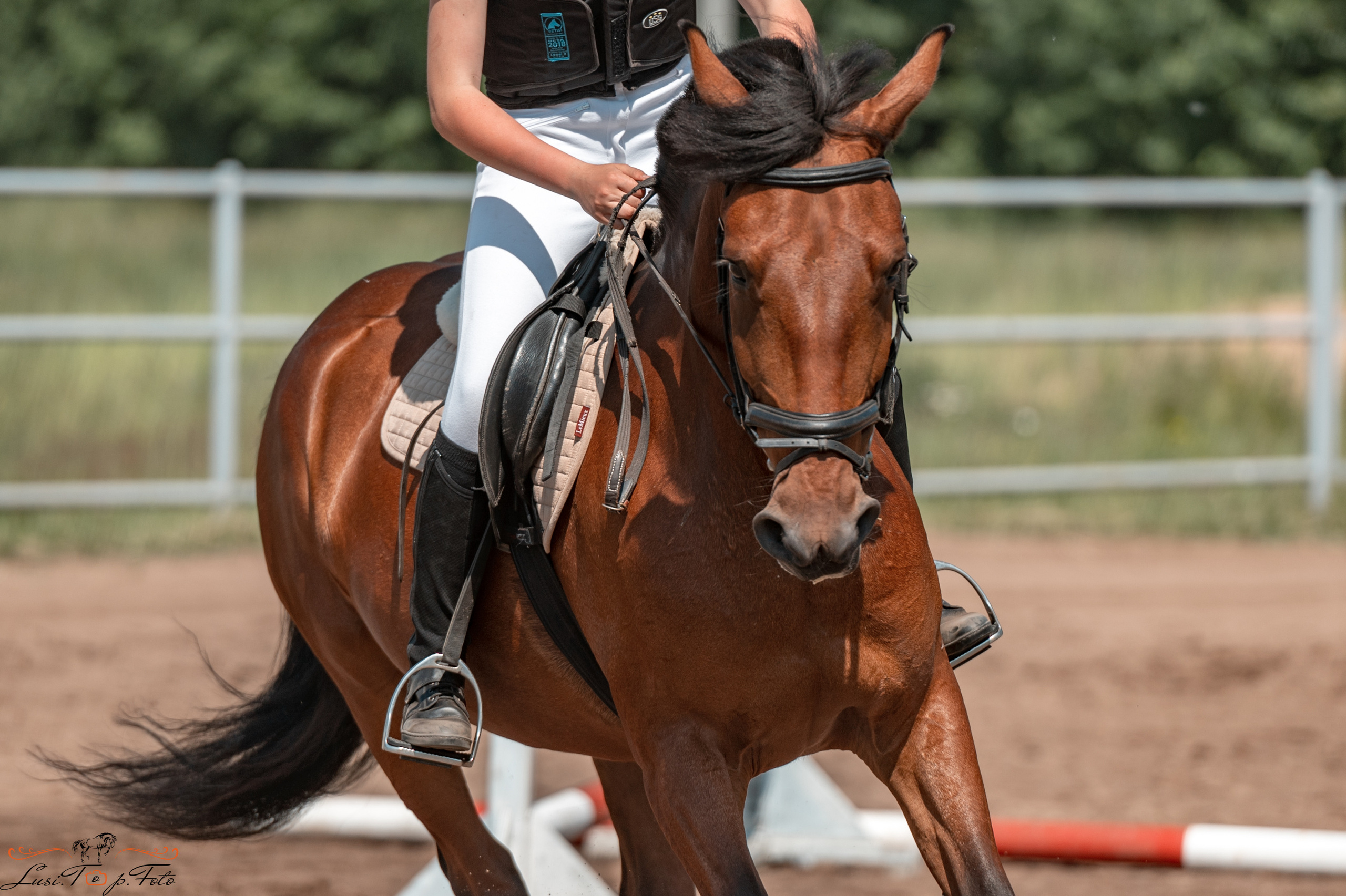 Областной турнир по конкуру КСЦ им. Натальи Серовой. Конный и фотограф с животными в Твери Топталова Люся