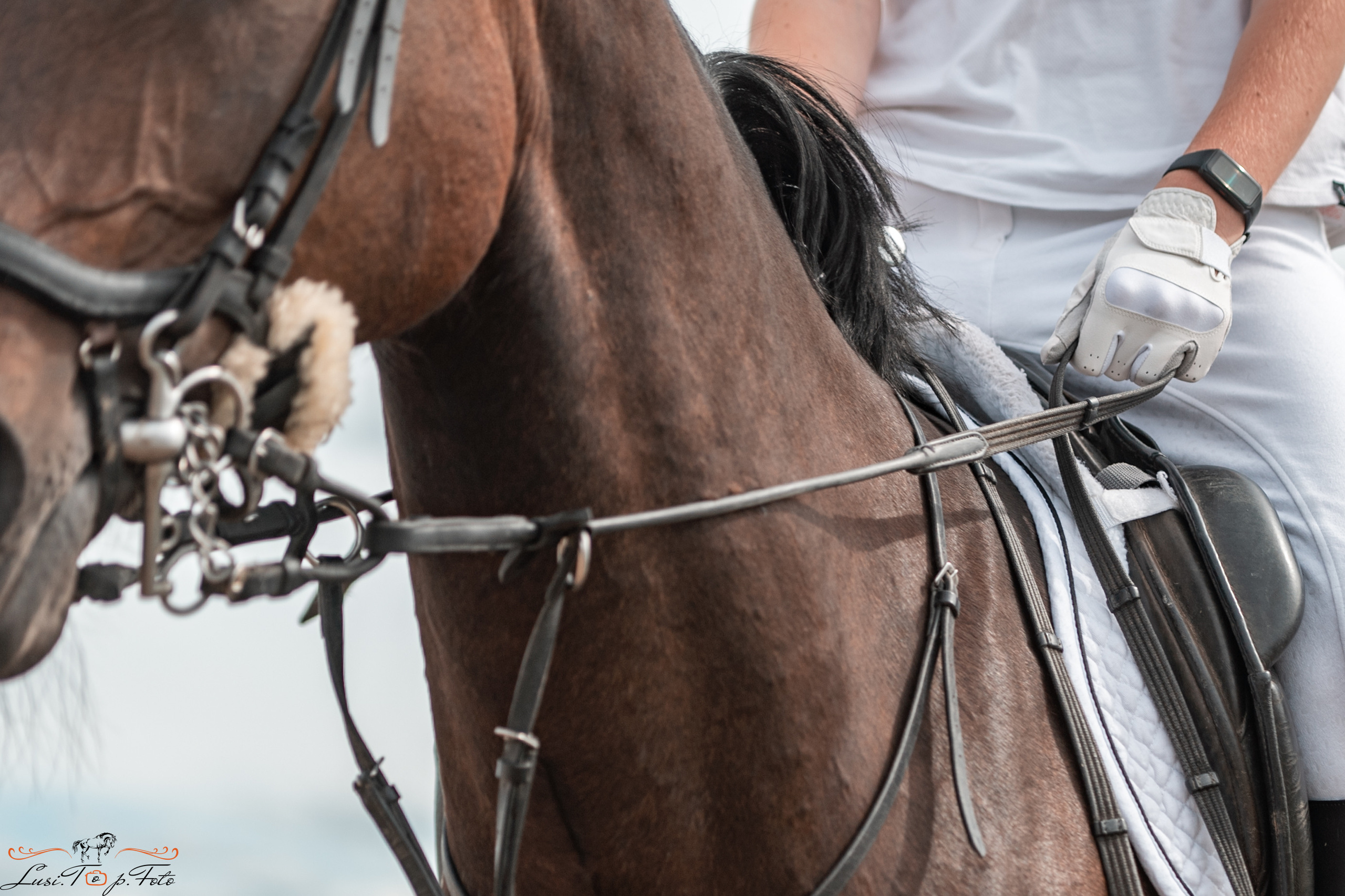 КК Резвая открытая тренировка, летний кубок. Конный и фотограф с животными в Твери Топталова Люся
