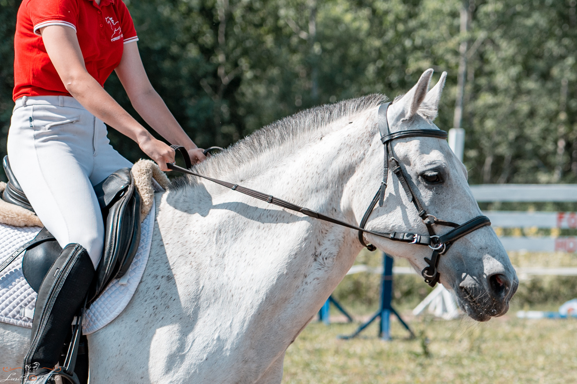 Открытая тренировка КК Forest Horse д. Олбово. Конный и фотограф с животными в Твери Топталова Люся