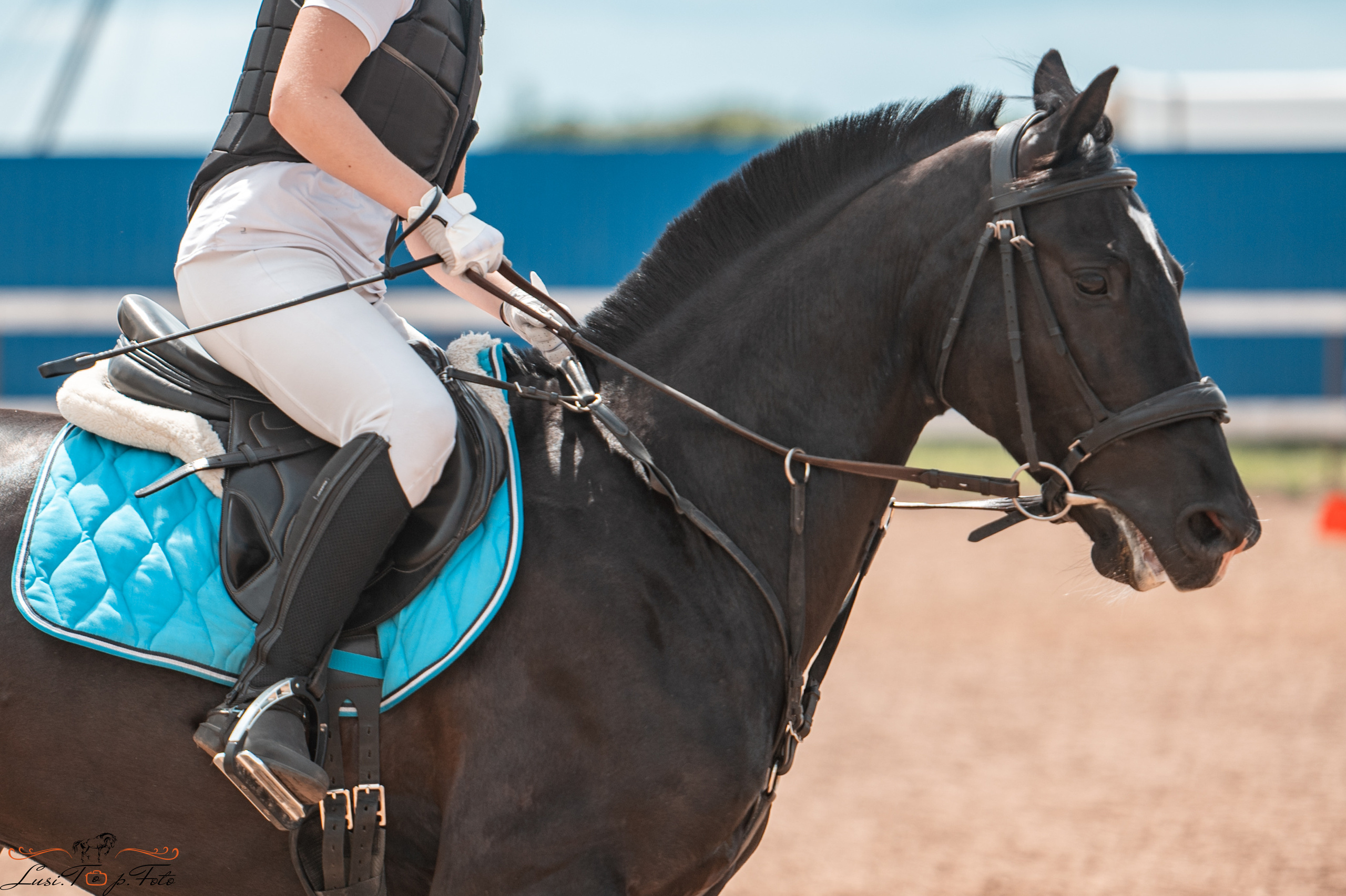 КК Резвая открытая тренировка, летний кубок. Конный и фотограф с животными в Твери Топталова Люся