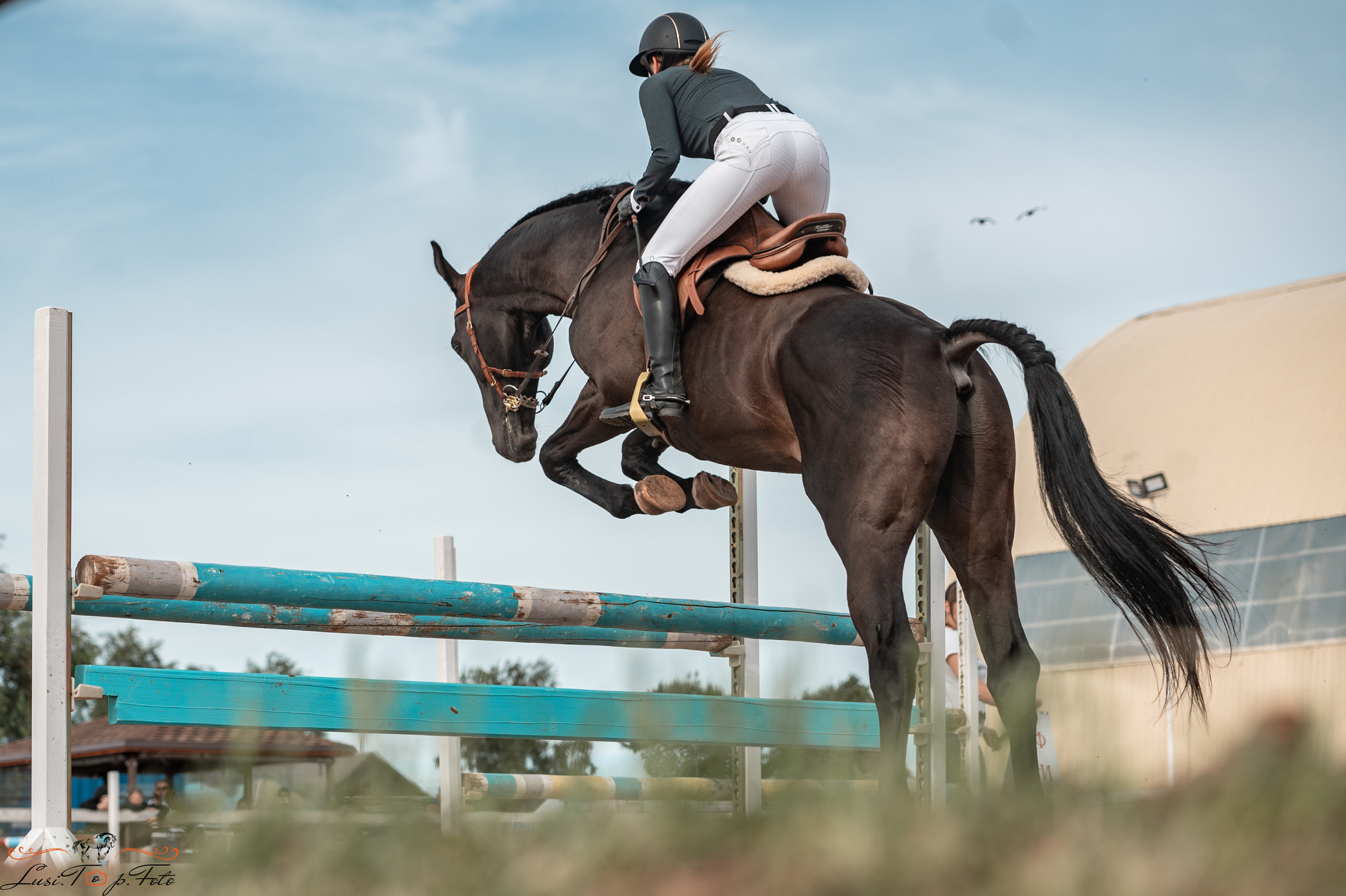 КК Резвая открытая тренировка, летний кубок. Конный и фотограф с животными в Твери Топталова Люся