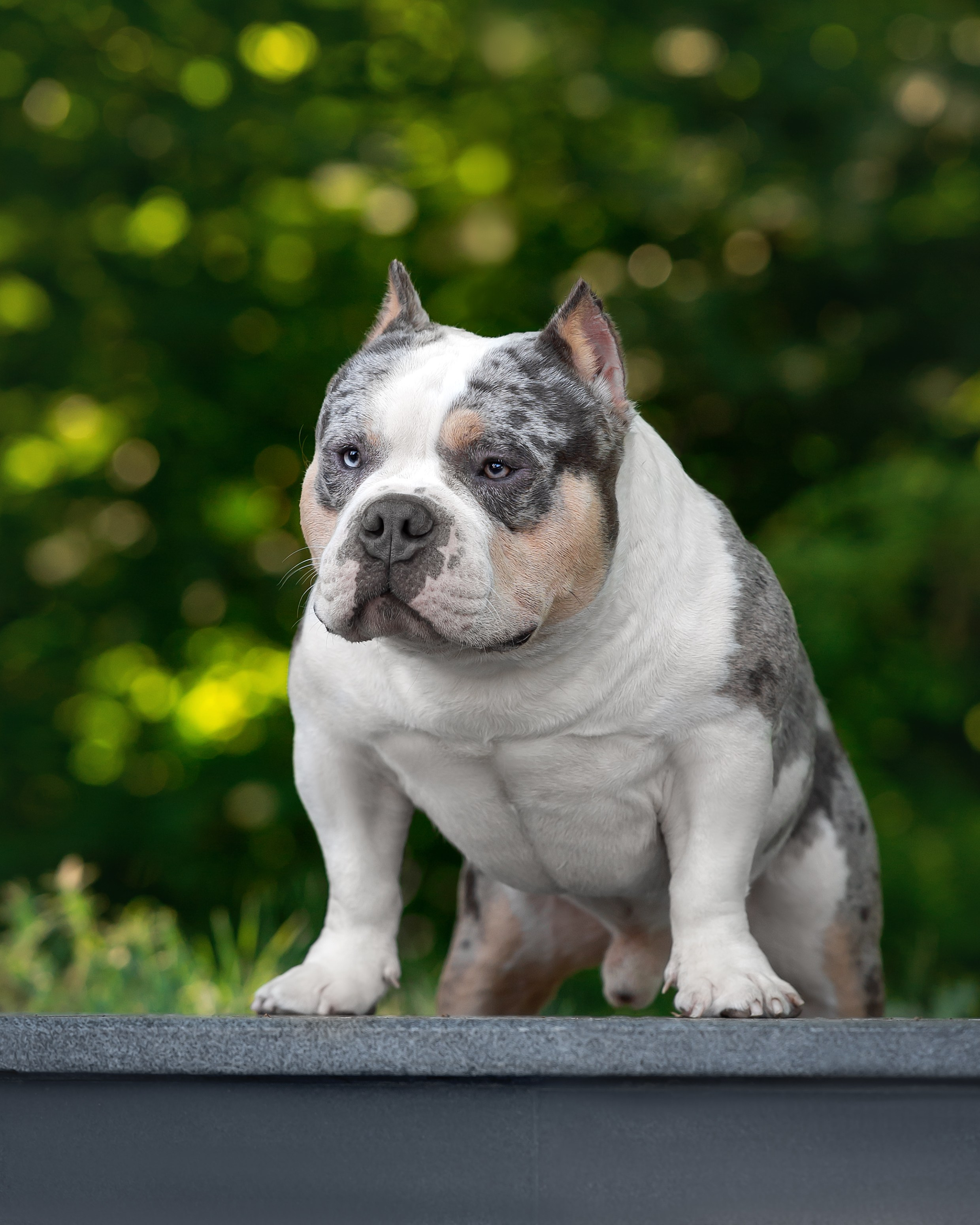 американский булли Юг, американский булли южный округ, лучшие американские булли на юге россии, топовые булли в россии, топовые американские булли в россии, ТОП булли, Топ американский булли, самые крутые американские булли, булли клаccик, булли покет, булли стандарт, булли экзот, булли xl, амeриканский булли, щенок булли, американский булли питомник, американский булли купить, американский булли щенок, американский булли москва, американский булли ростов-на-дону, американский булли краснодар, американский булли ставрополь, американский булли волгоград, американский булли семфирополь, американский булли ставрополь, американский булли сочи, американский булли воронеж, американский булли питер, американский булли санкт-петербург, американский булли Казань, американский булли Новосибирск, американский булли Челябинск, американский булли Ростов, американский булли Луганск, американский булли Донецк, американский булли покет, американский булли классик.американский булли ,американский булли щенки , американский булли купить ,американский булли фото , американский булли покет , собака американский булли , порода американский булли , американский булли цена , купить щенка американского булли ,американский булли характеристика , порода собак американский булли, питомник американских булли , американский булли отзывы, американский булли стандарт , американский булли отзывы владельцев, американский булли xl , россия американские булли , американские булли москва , американский булли вес , американский булли цена щенка, американский булли породы собак сша , американский булли размеры , американский булли классик , американский булли классика , американский булли характеристика породы , авито американский булли , сколько стоит американский булли , окрасы американских булли , американский булли виды , американский булли типы , американский булли цена в россии , американский булли экзот , американский булли микро , американский булли мини , собака американский булли фото , американский булли спб , американский булли характер , минусы американского булли , купить американского булли в москве , американские булли сколько щенков , плюсы американского булли , американский булли плюсы и минусы , взрослый американский булли , американский булли фото цена , американский булли фото щенков , американский булли крым , сколько живут американские булли , американский булли описание , американский булли купить авито , американский булли ростов , собачий питомник , питомник для собак , собаки , порода , щенки, щенок для детей, щенок для ребенка, щенок для семьи, собака для ребенка, питомник BULLY LOVERS, питомник THE POWER OF SIBERIA, питомник Ultimate Bully, питомник FORTIS FORTUNA VALIDI, питомник EXTREME BEAR, питомник American Dream, Питомник RUSSIAN BULLS, питомник ТАРУС & BULLY LAND, питомник Bully Ranch P&N, Питомник ANTREABULLS, питомник Ambully House, питомник Mar Nero, питомник Alfabulls, #micro #microbully #ambully #ambullys #ambullylife #ambullyforlife #ambullyworld #ambullylove #ambullylover #ambullylovers #ambullyloversfans #americanbullybreed #americanbullykennelclub #американскийбуллипитомник #bullies #bulliesallday #bulliesofig #bulliesofinsta #bulliesofinstagram #instabullies #bullieslife #bullymag #americanbully_feature #americanbullydog #tribullies #americanbullyblue #americanbullytricolor #bullystick #americanbullyStud, американский булли,американский булли щенки,американский булли купить,американский булли покет,американский булли фото,собака американский булли,порода американский булли,американский булли цена,американский булли купить щенка,американский булли характеристика,порода собак американский булли,американский булли отзывы,питомник американских булли,американский булли стандарт,американский булли отзывы владельцев,россия американские булли,американский булли виды,американский булли цена щенка,сколько стоит американский булли,американский булли цена в россии,американские булли москва,американский булли xl,американский булли размеры,типы американских булли,американский булли мини,американский булли вес,авито американский булли,американский булли породы собак сша,американский булли микро,американский булли характеристика породы,американский булли экзот,американский булли классик,американский булли классика,собака американский булли фото,американский булли характер,минусы американского булли,американские булли спб,американский булли окрасы,американский булли купить в москве,американские булли сколько щенков,плюсы американского булли,американский булли видео,американский булли плюсы и минусы,американский булли щенок фото,взрослый американский булли,американский булли девочка,американский булли описание,сколько живут американские булли,американский булли покет купить,американский булли крым,american bully,american bully ru,american bully ru shchenki,https american bully ru,https american bully ru shchenki,american bully xl,american bully питомник,american bully dog,american bully kennel,american dream bully,american bully pocket,american bully kennel club,all american bully фильм смотреть,american bully xxl,reddit american bully,american bully ru shchenki html,american bully wise,celina innovations crochet american bully part,https american bully ru shchenki html,american bully classic,питомник американских булли,питомник собак американский булли,питомник американских булли в крыму,питомник собак в крыму американские булли,питомник в крыму американский булли последние,питомник американских булли в москве,американские булли купить питомник,питомник американских булли в россии,питомник американских булли покеткупить щенка американский булли питомник,американские булли цена питомники,питомник американских булли в спб,питомник американских булли яна,купить американского булли в москве питомник,питомник американских булли в москве и московской,официальные питомники американских булли,крым питомник американских булли яна,булли американский купить питомник цена,москва и область питомники американских булли,питомник американских булли яна и гоша,американские булли подмосковья питомник,американский булли стандарт питомник,питомник американских булли екатеринбург,питомник американских булли ростов,лучшие питомники американских булли,питомник собак крым американский булли яна,яна питомник собак американский булли,американский булли купить в спб питомник,американский булли питомник львиное сердце уфа,американский булли питомник львиное сердце уфа вк,американский булли лучший питомник россии,американский булли питомник краснодар,американский булли купить спб щенка питомник,американский булли покет питомник москва,американский булли сайт питомник,питомник американский булли официальный сайт,питомник американских булли в челябинске,питомники американских булли в россии список лучших,питомник собак американских булли серпухов,питомник собак дзен американский булли,американский булли xl питомник,питомник американских булли в талдоме,питомник и цена американ американский булли,фаворит гигант питомник американских булли,американский булли купить,американский булли купить щенка,американский булли купить в москве,американский булли покет купить,американский булли купить щенка в москве,американский булли купить авито,купить американский булли цена,купить американского булли в спб,купить собаку американский булли,американский булли купить щенка цена,американский булли покет купить щенка,американский булли купить в беларуси,американский булли стандарт купить,американский булли купить москва московская область,купить американского булли в россии,купить американского булли в московской области,американский булли купить в екатеринбурге,американский булли купить в новосибирске,американский булли купить щенка в спб,