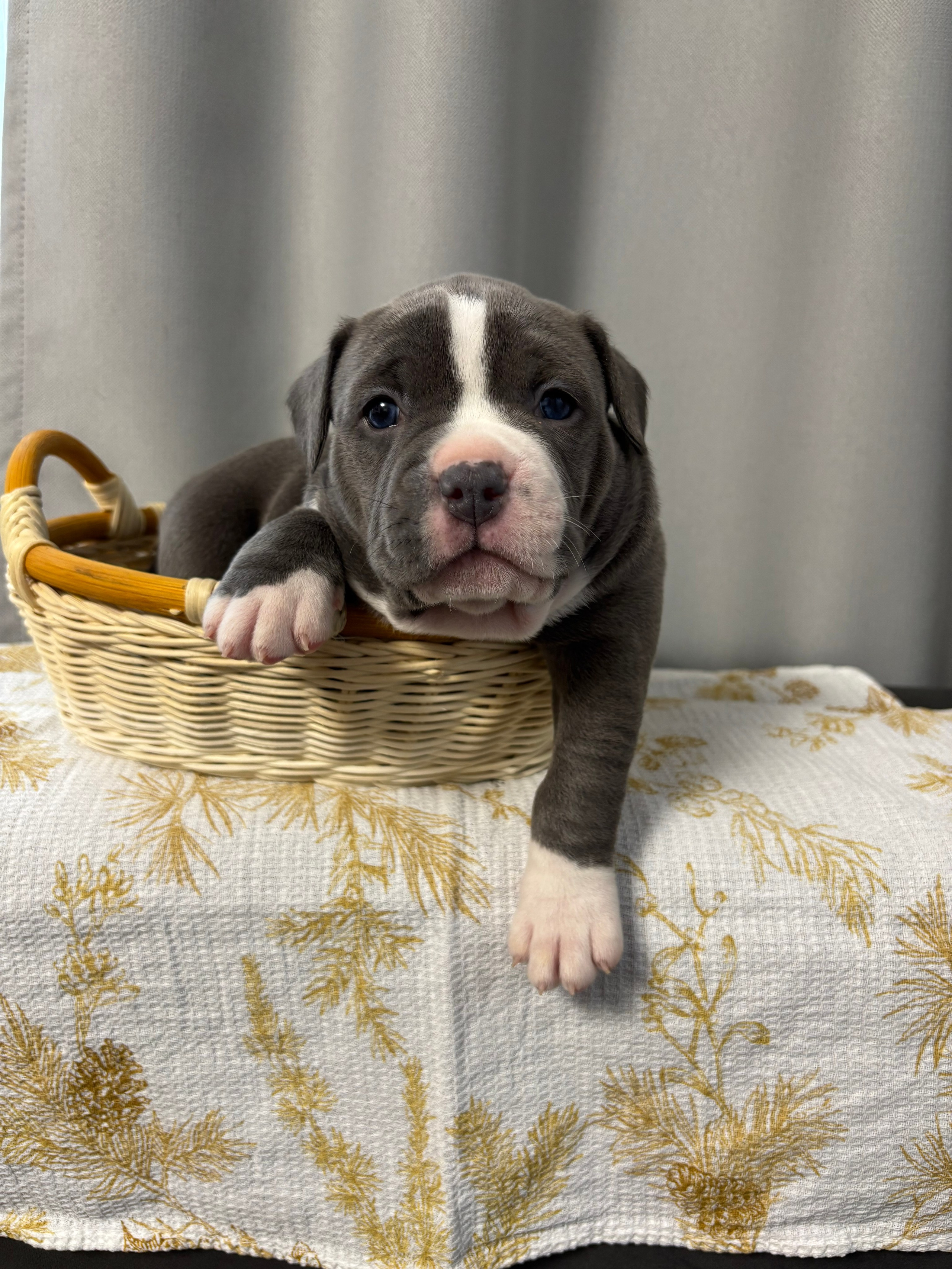 Помет Рич и Дося 04.02.25. Американский Булли в г. Ростов-на-Дону. Питомник THE POWER OF SIBERIA