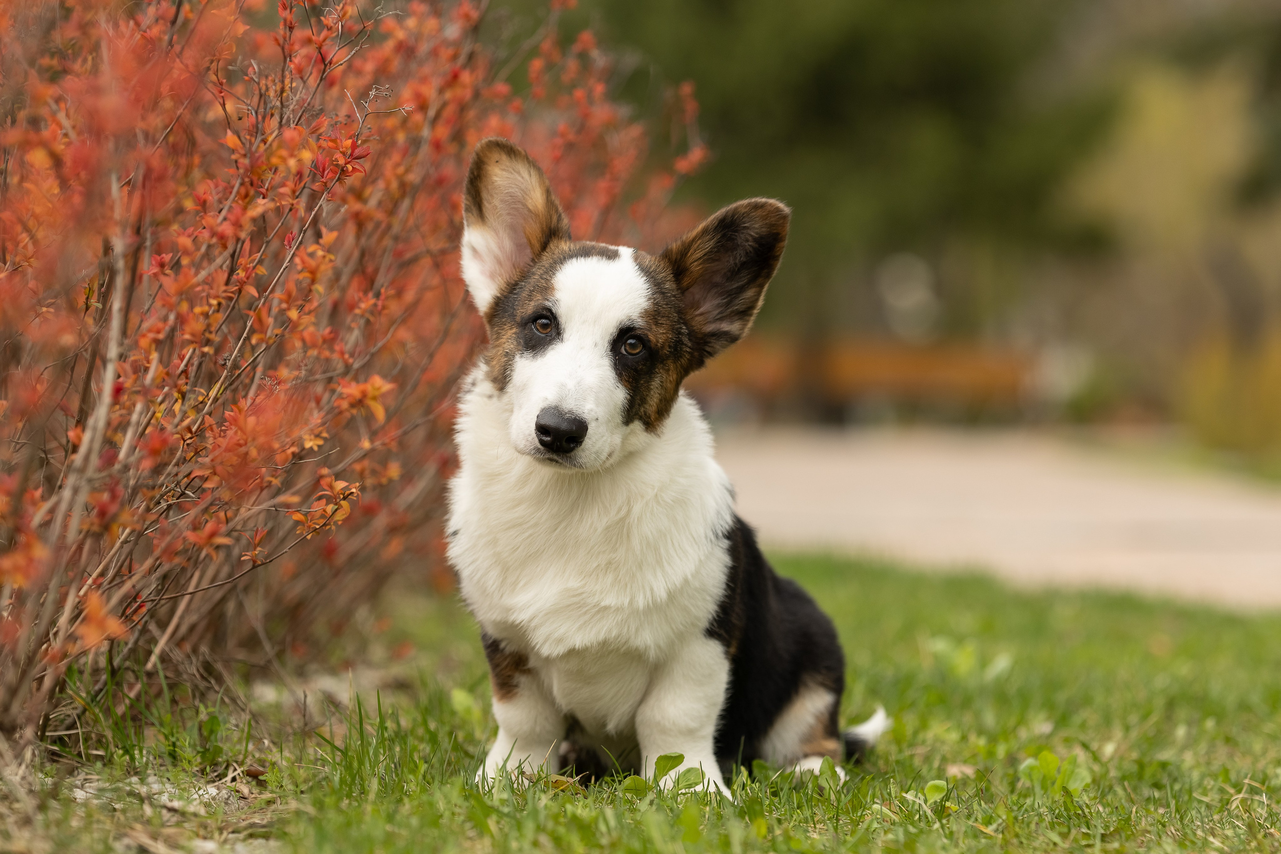 Купить щенка вельш корги кардиган из питомника Ice Fantasy. Купить щенка Вельш-корги-кардиган в семейном питомнике — Ice Fantasy