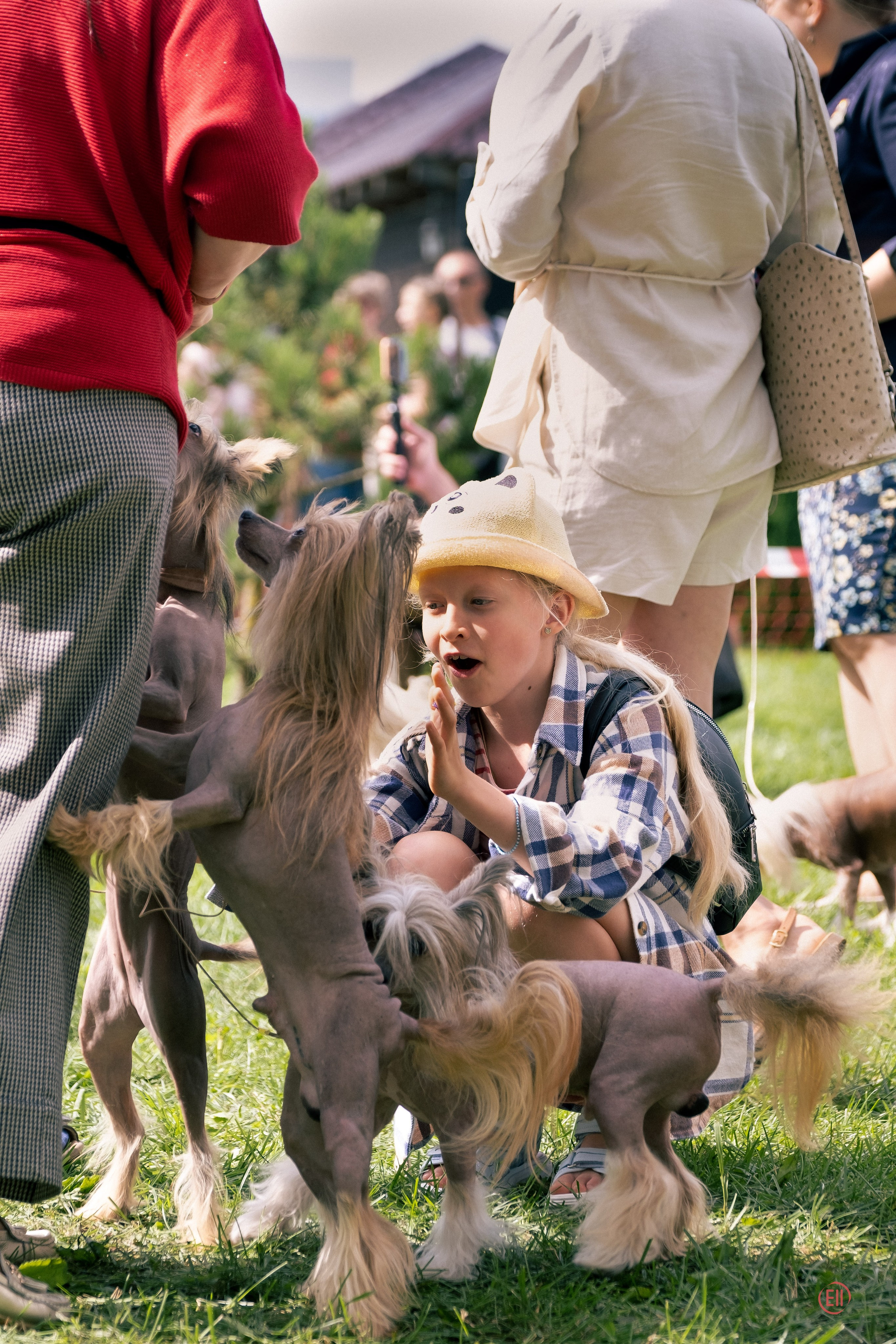 Липецк. Выставка собак. Питомник китайских хохлатых собак Poale Ell: купить щенка