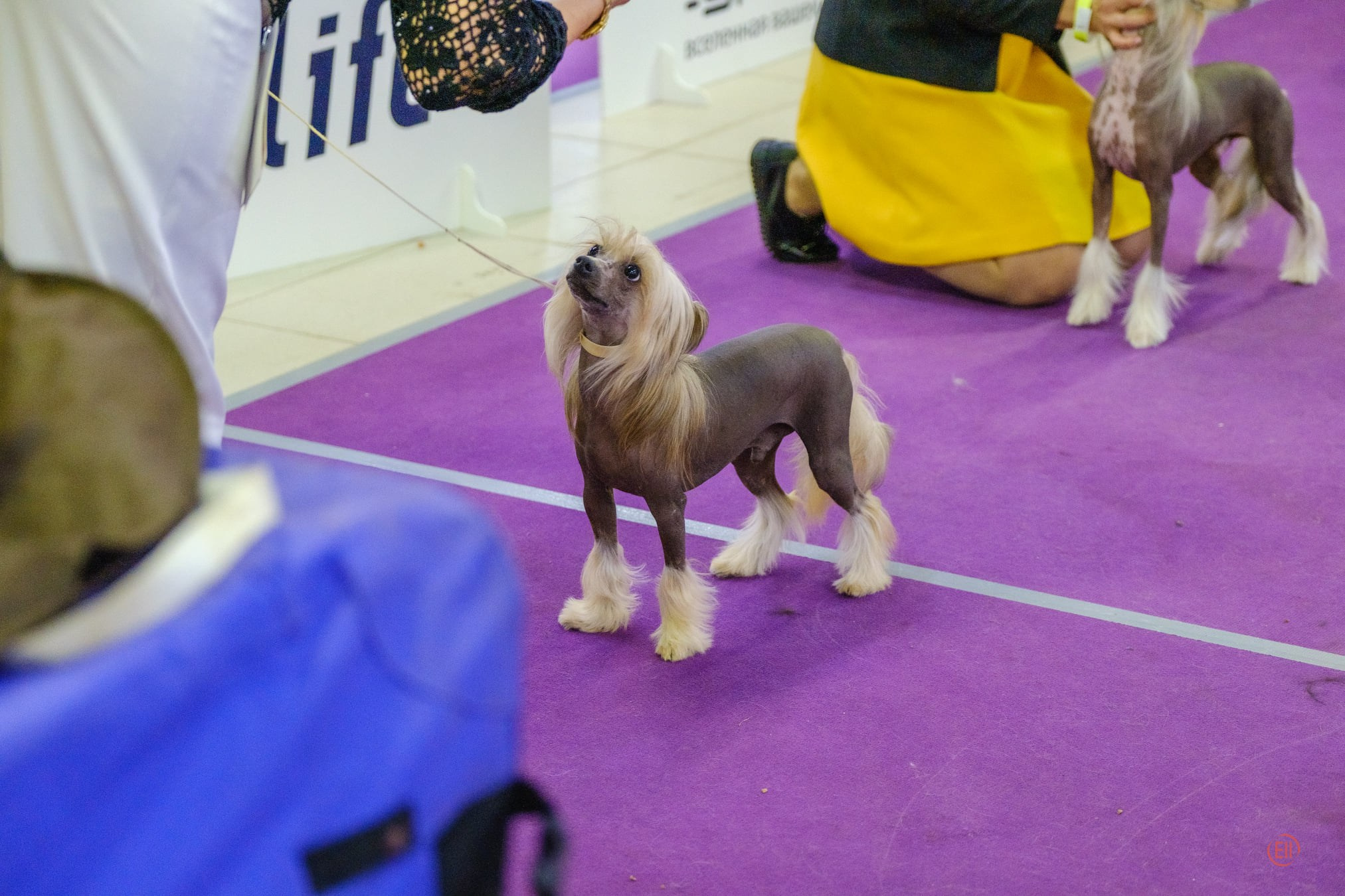 Poale Ell Cooper — three exhibitions. Chinese Crested Dog Kennel Poale Ell