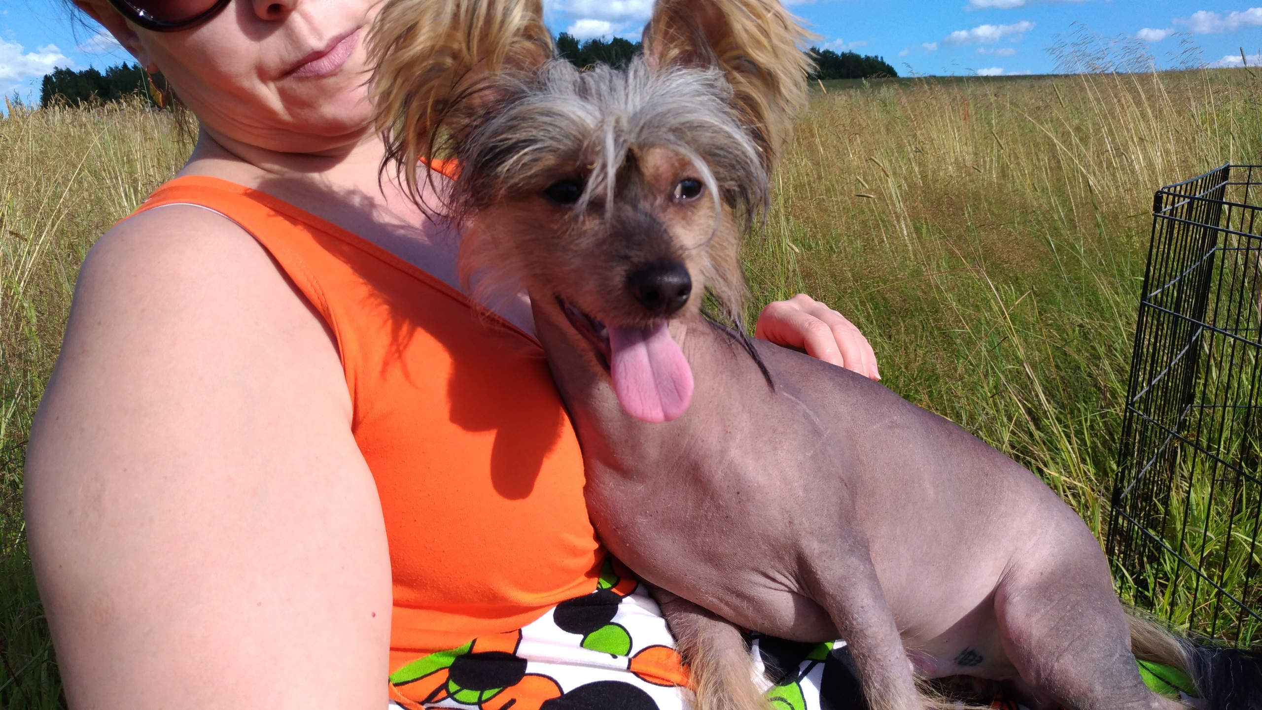 В поле под присмотром сокола. Питомник китайских хохлатых собак Poale Ell: купить щенка в питомнике