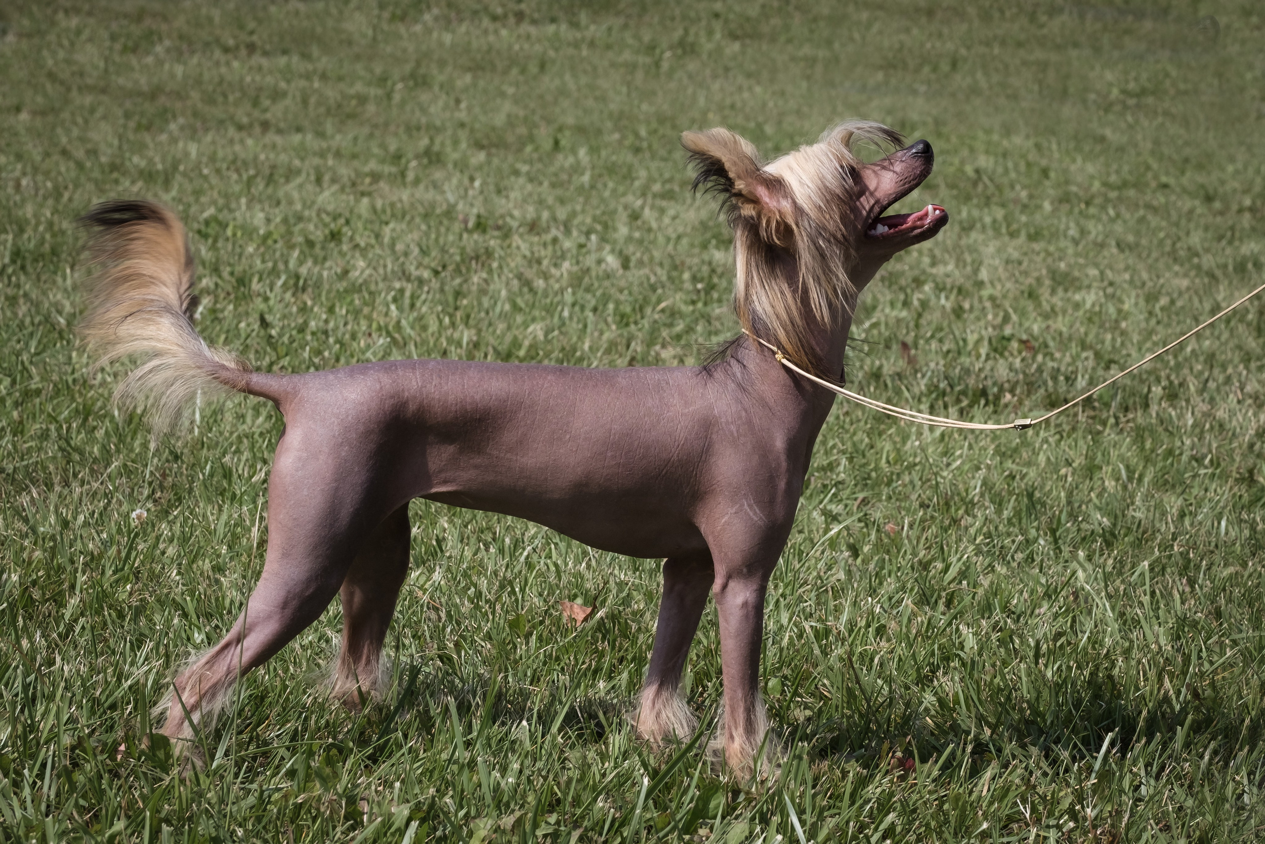 Dog show, Lipetsk 07/30/2023.