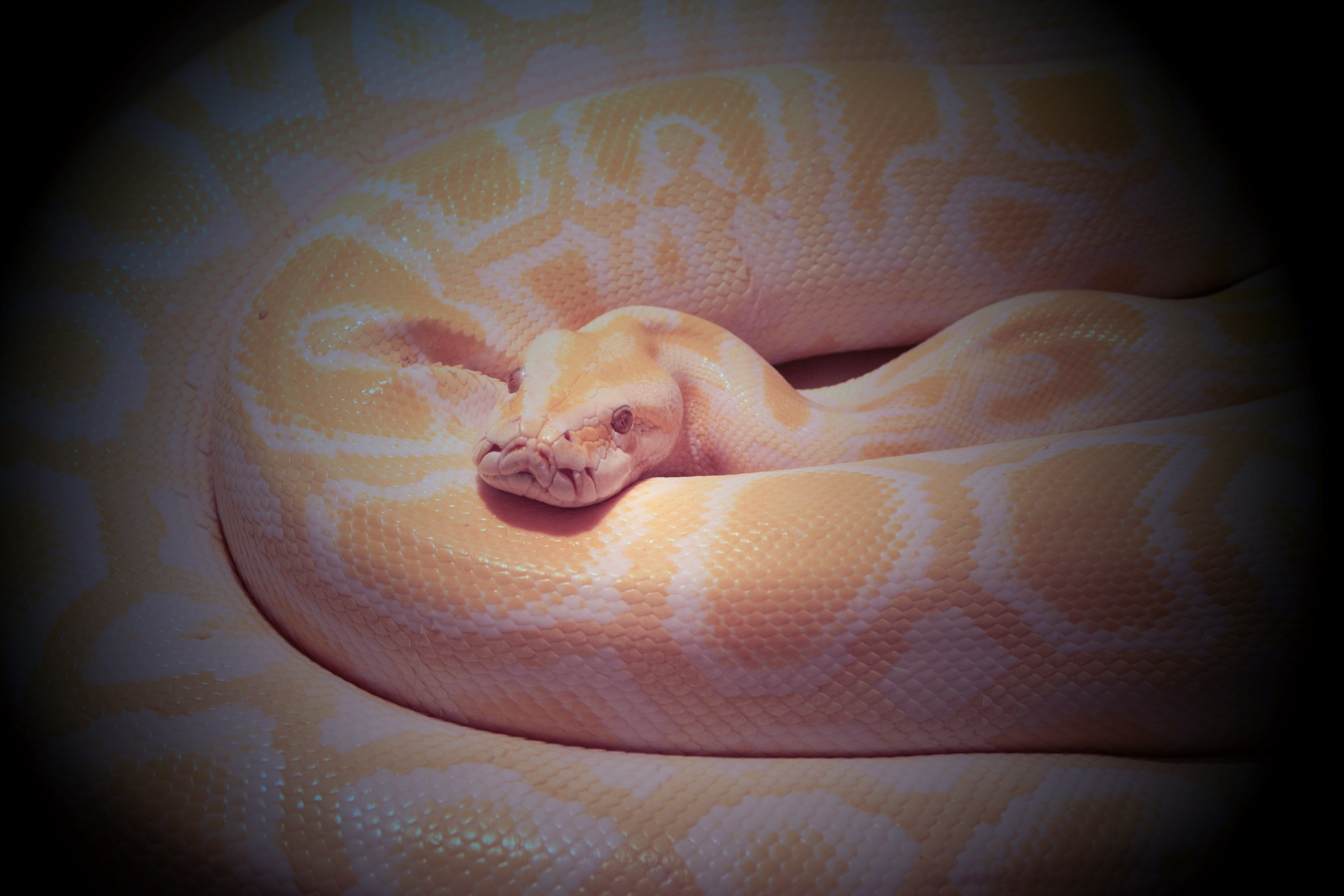 фотосессия змеи в Москве недорого