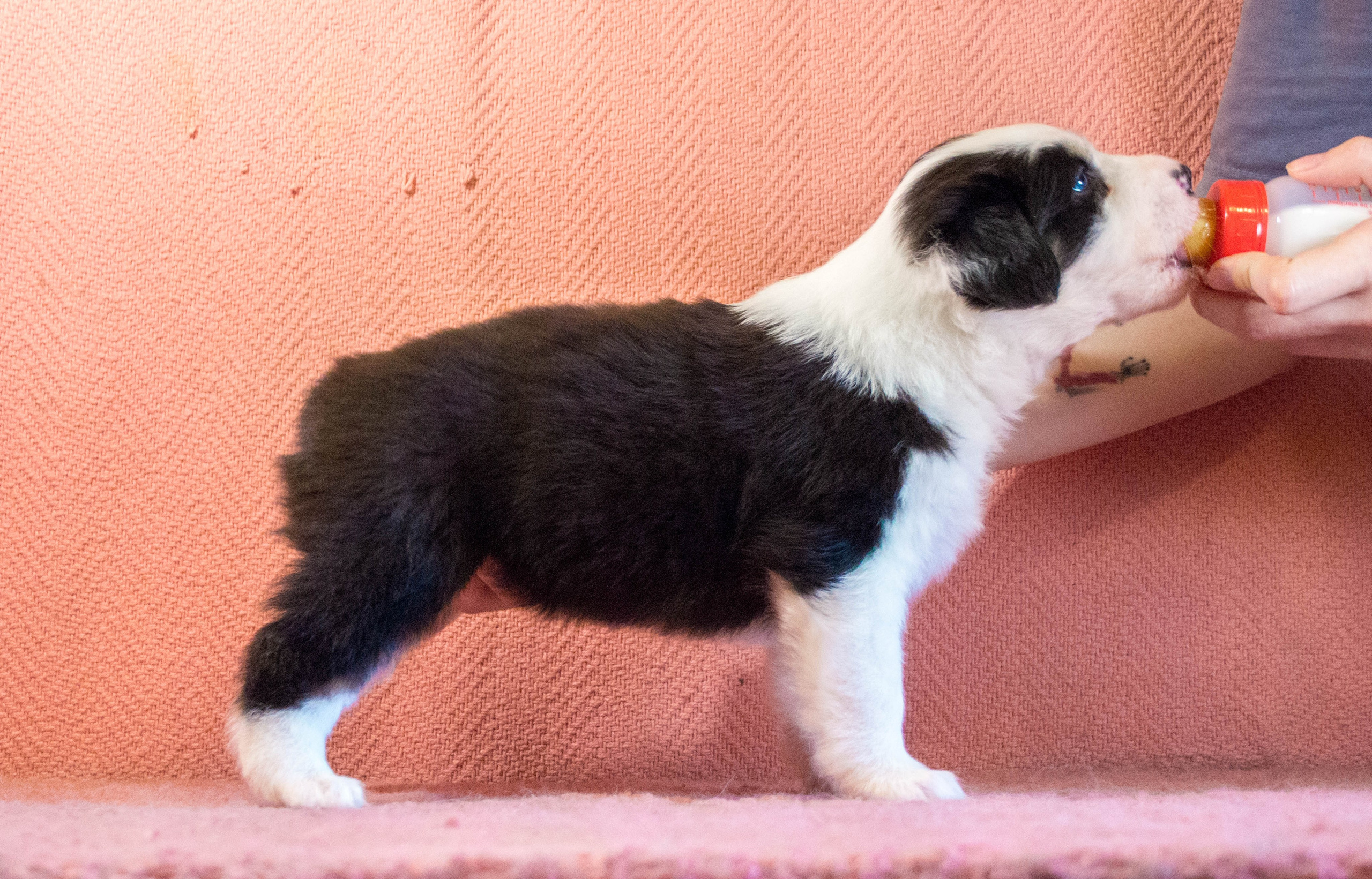 Гелий. BLGKV питомник собак