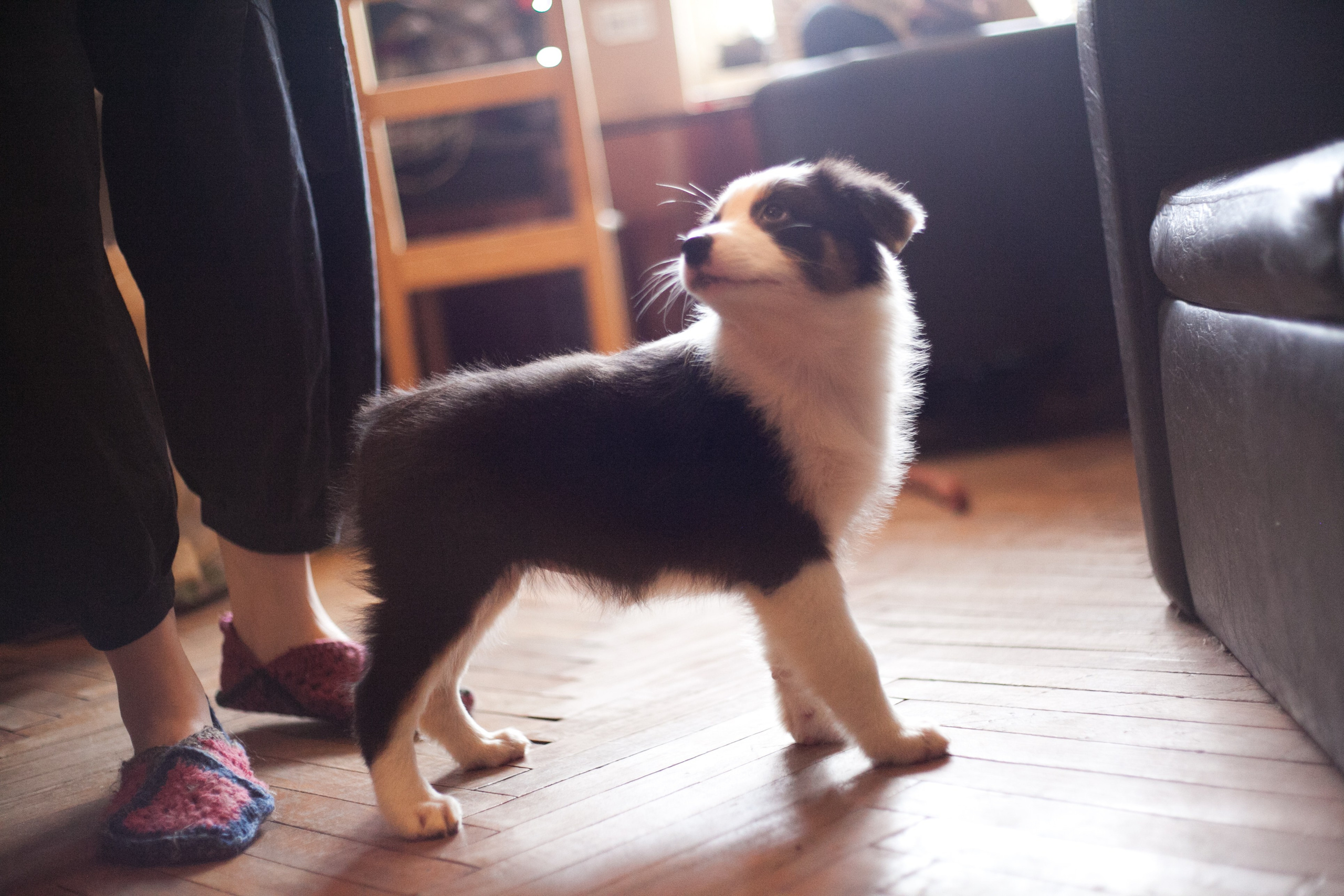 Ива. BLGKV питомник собак