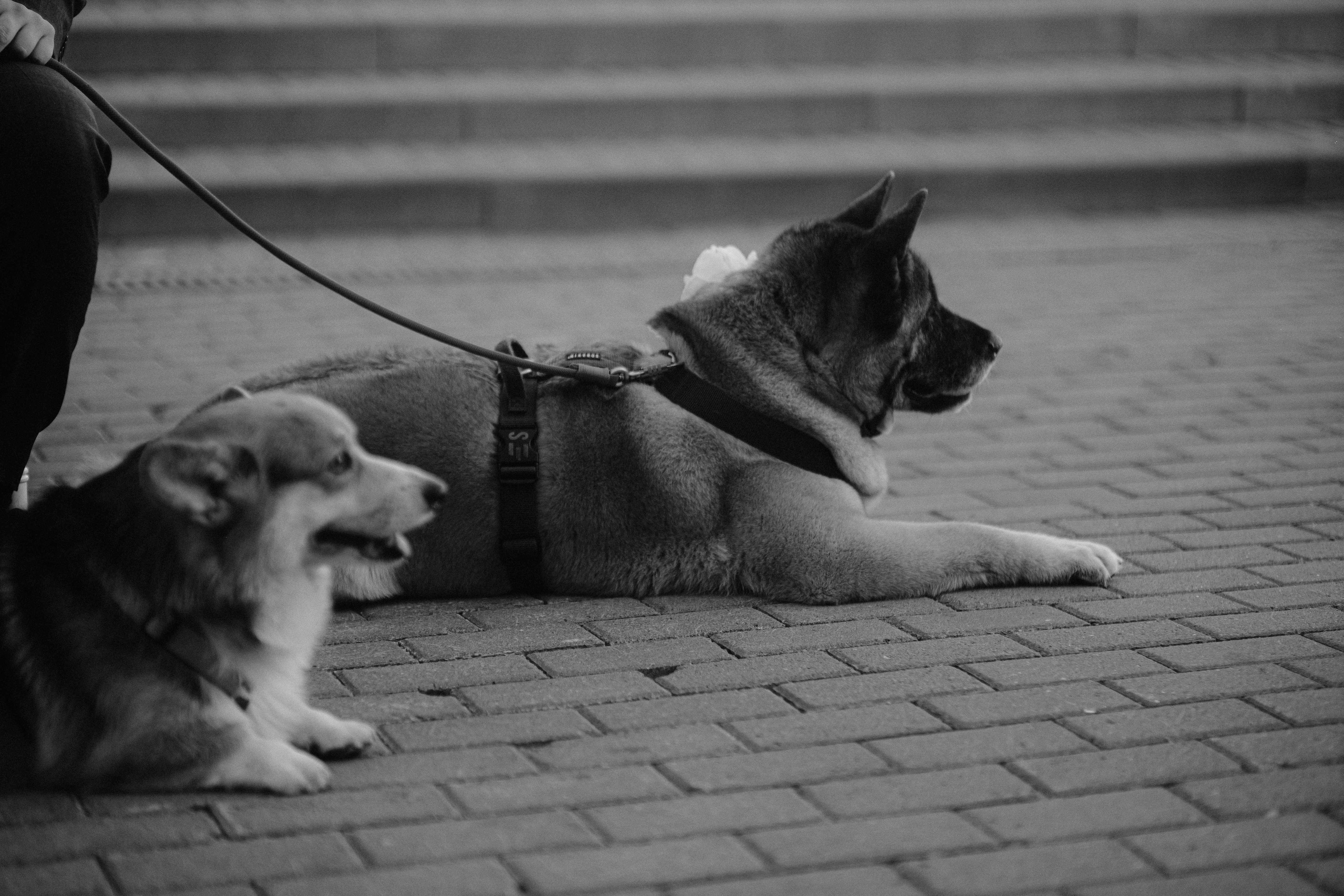 Love&Paws. Сентиментальная свадебная фотография