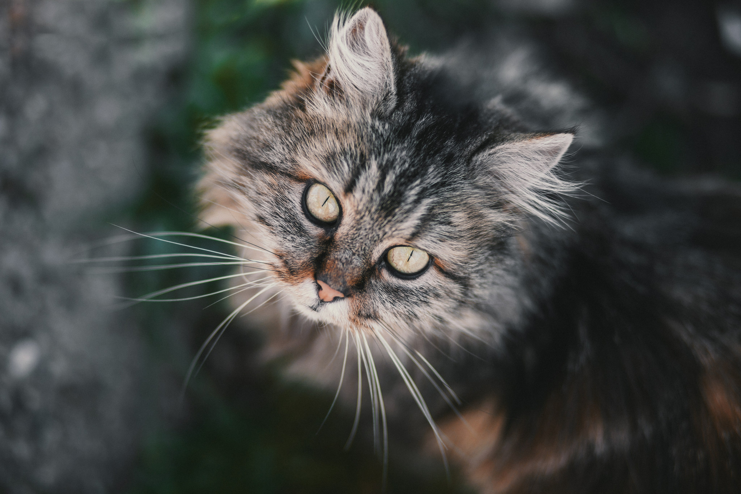 Улицы Люди на улицах Природа Животные — фотограф Оля Волчкова