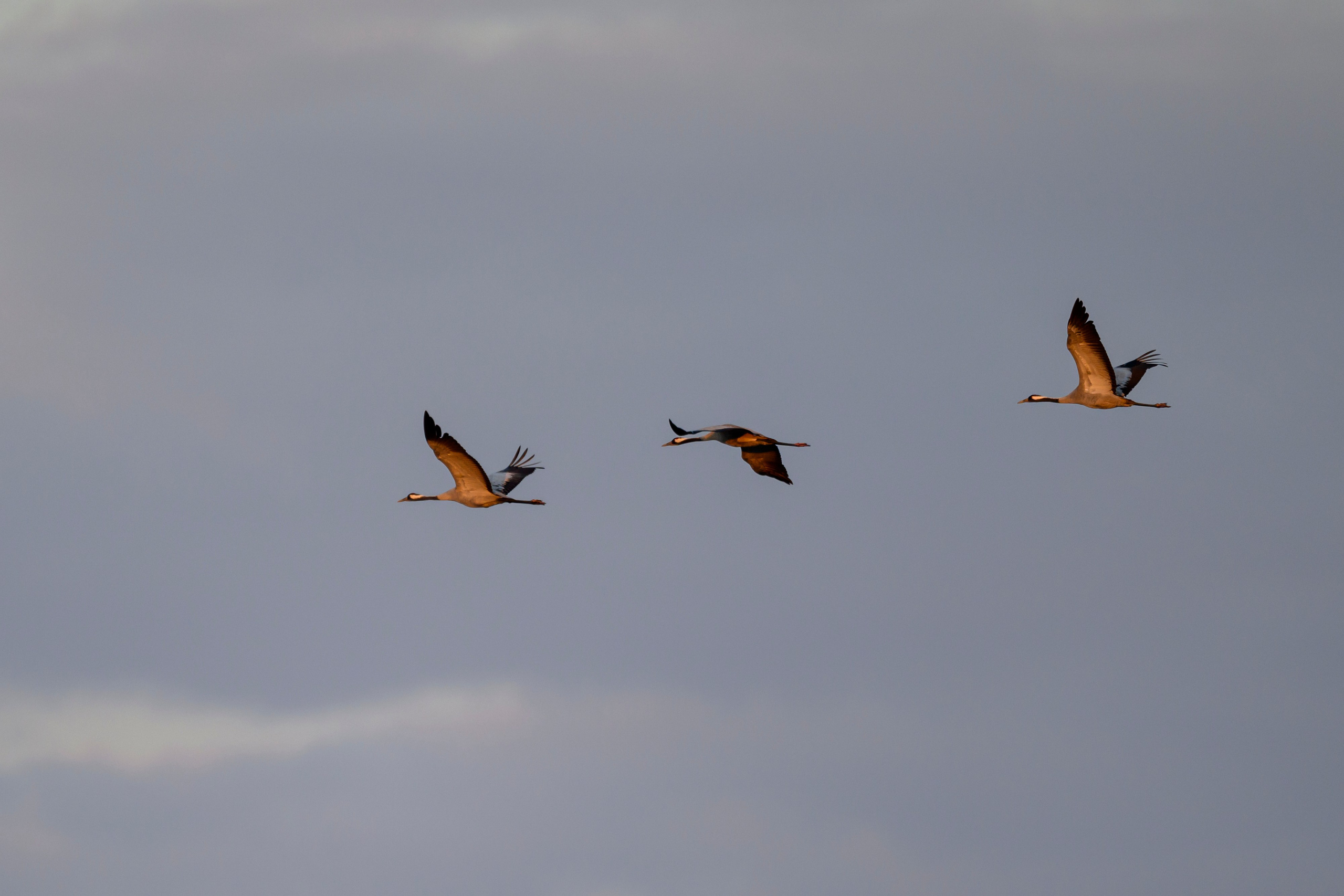 Журавли и ондатра. Wildlife photography by Sergey Puponin
