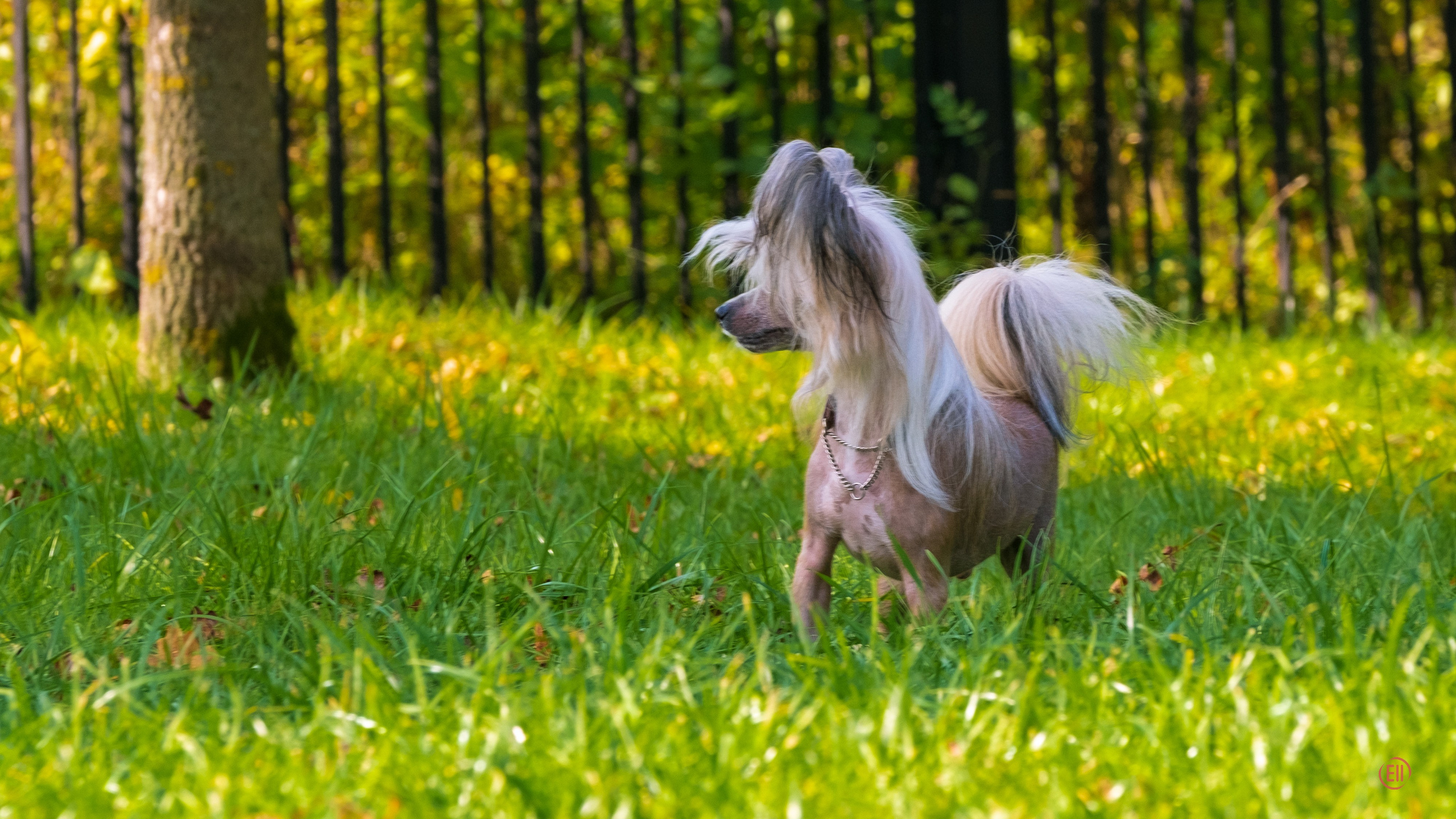 On a walk. Chinese Crested Dog Kennel Poale Ell