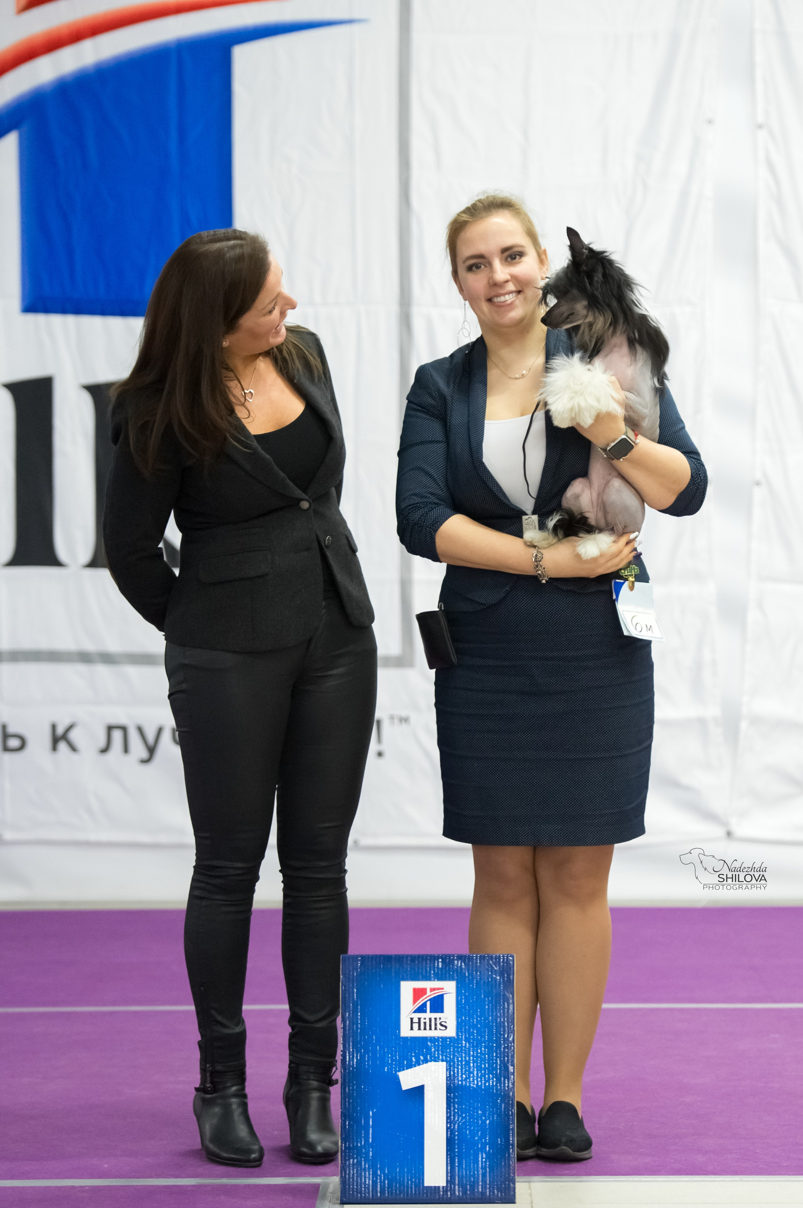 Ins Lucky Star Zhuliet Poale Ell. Питомник китайских хохлатых собак Poale Ell: купить щенка