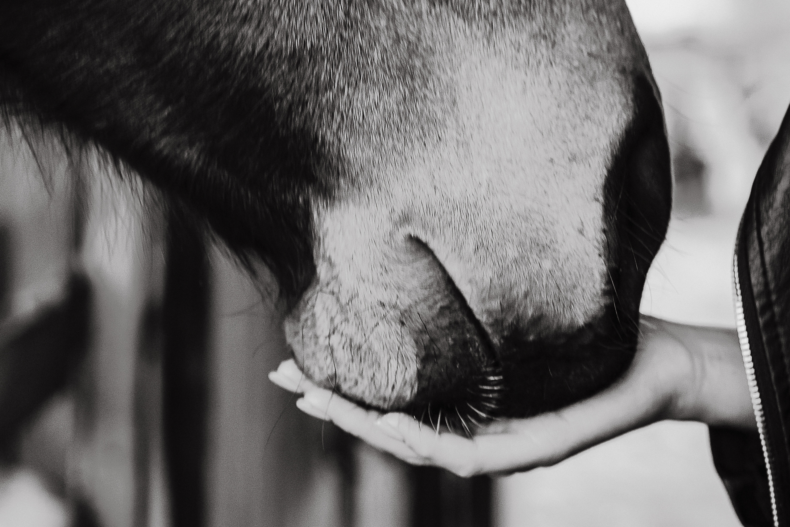 Carolina. Family Lifestyle Photographer in Lucca, Italia