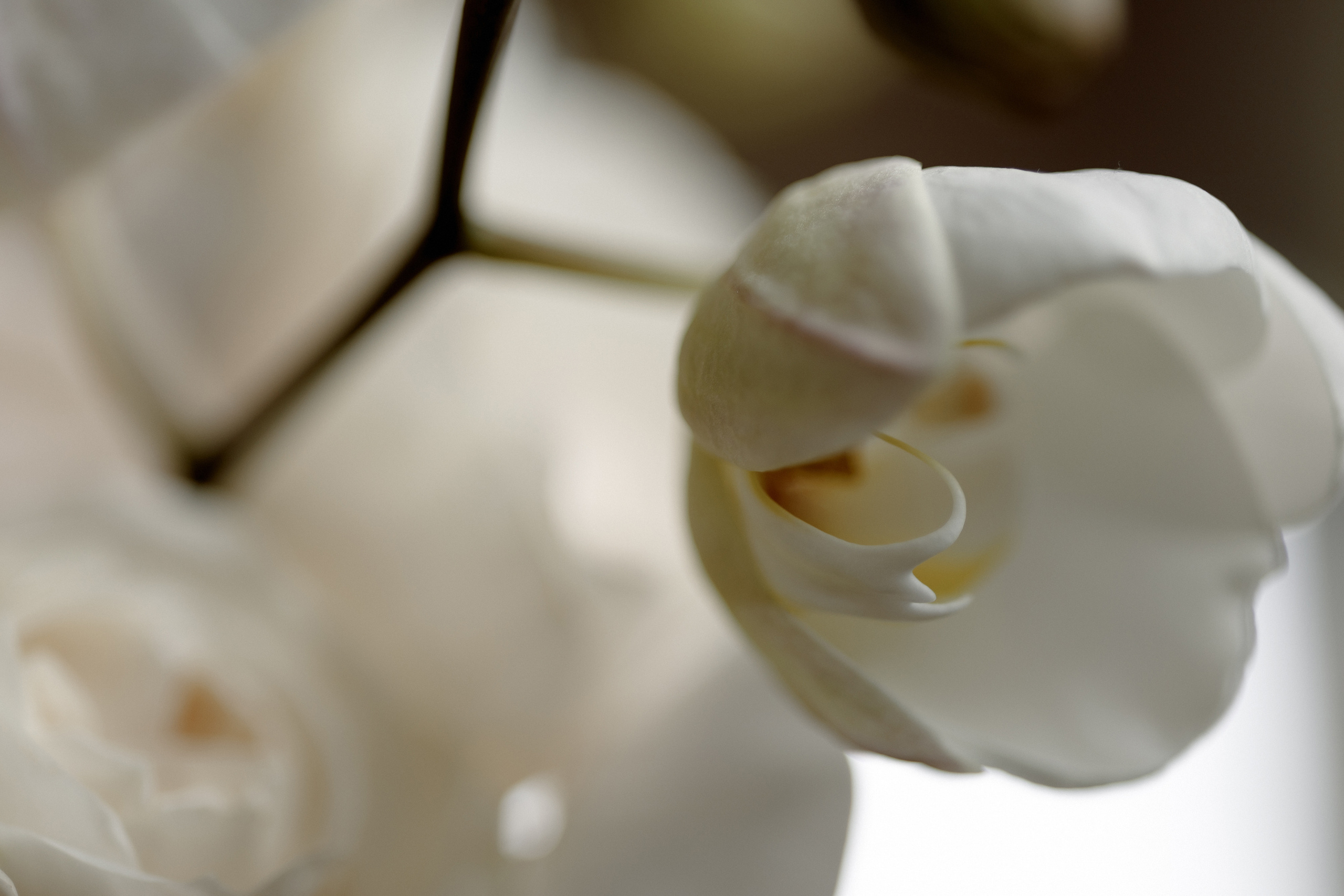 Лиза и Антон. Свадебный фотограф Аня Милграм