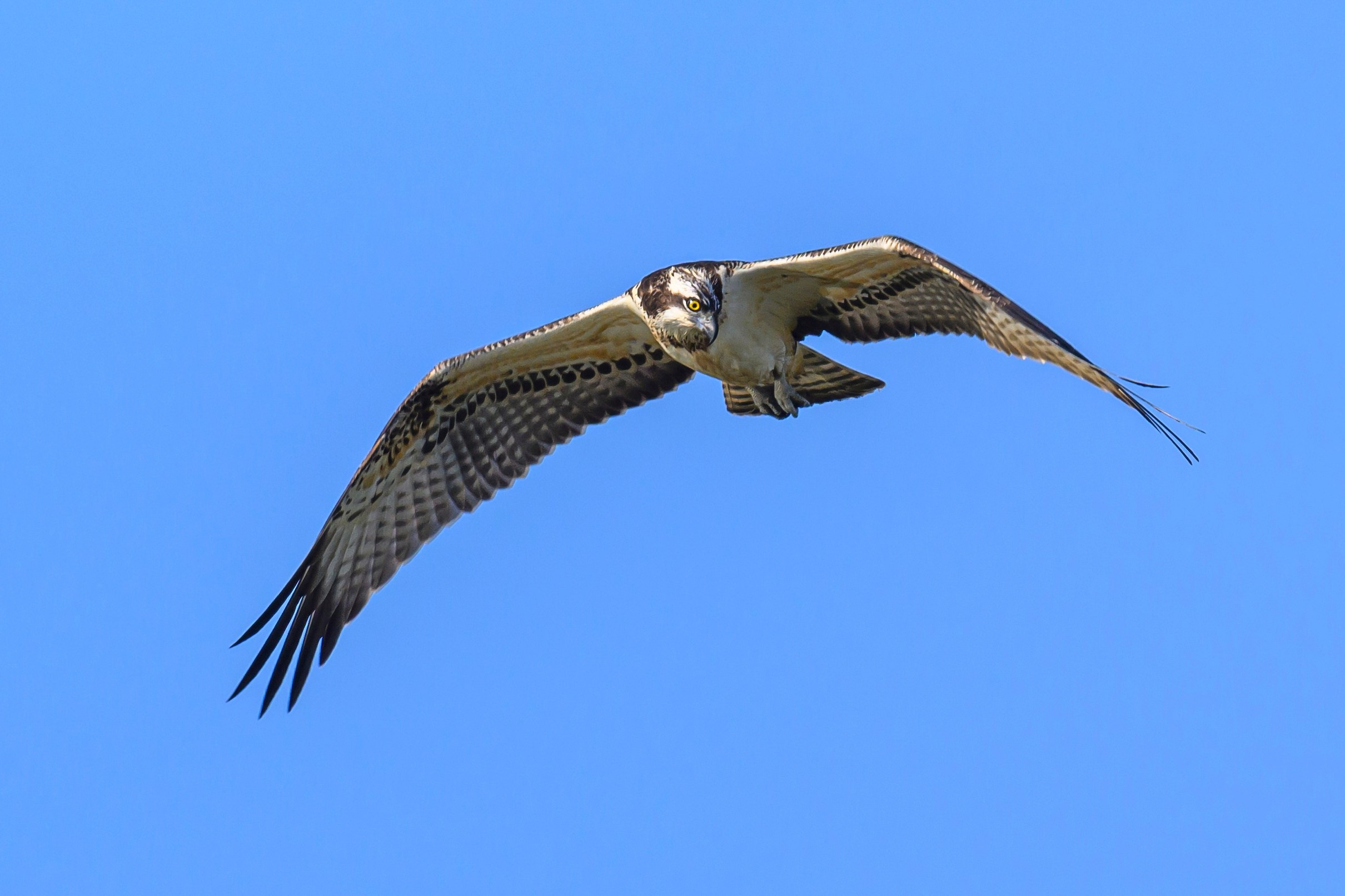 Скопа и канюк. The Osprey and the Buzzard. Фотограф Сергей Пупонин