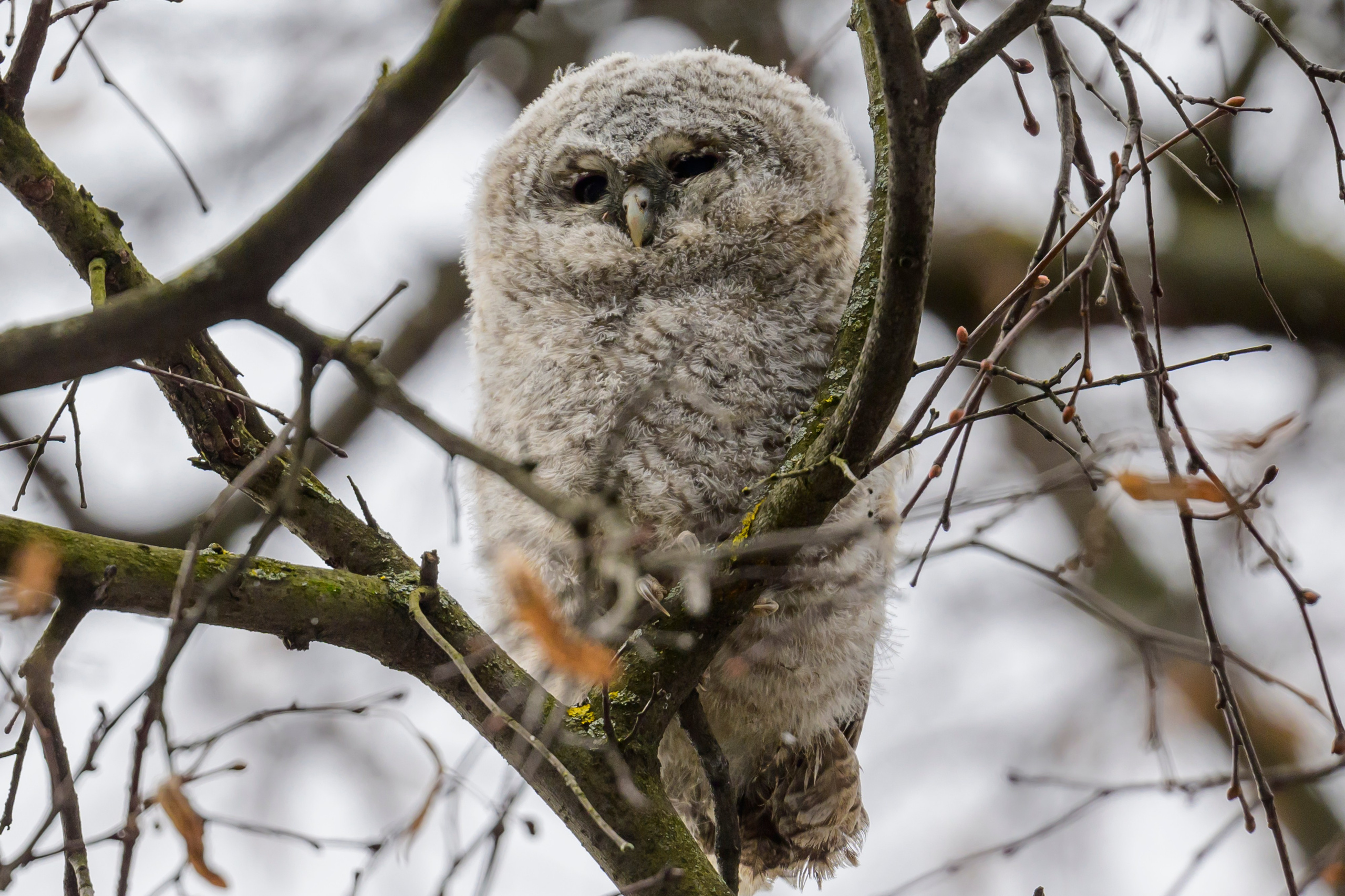 Шестой совенок. The sixth owlet. Фотограф Сергей Пупонин