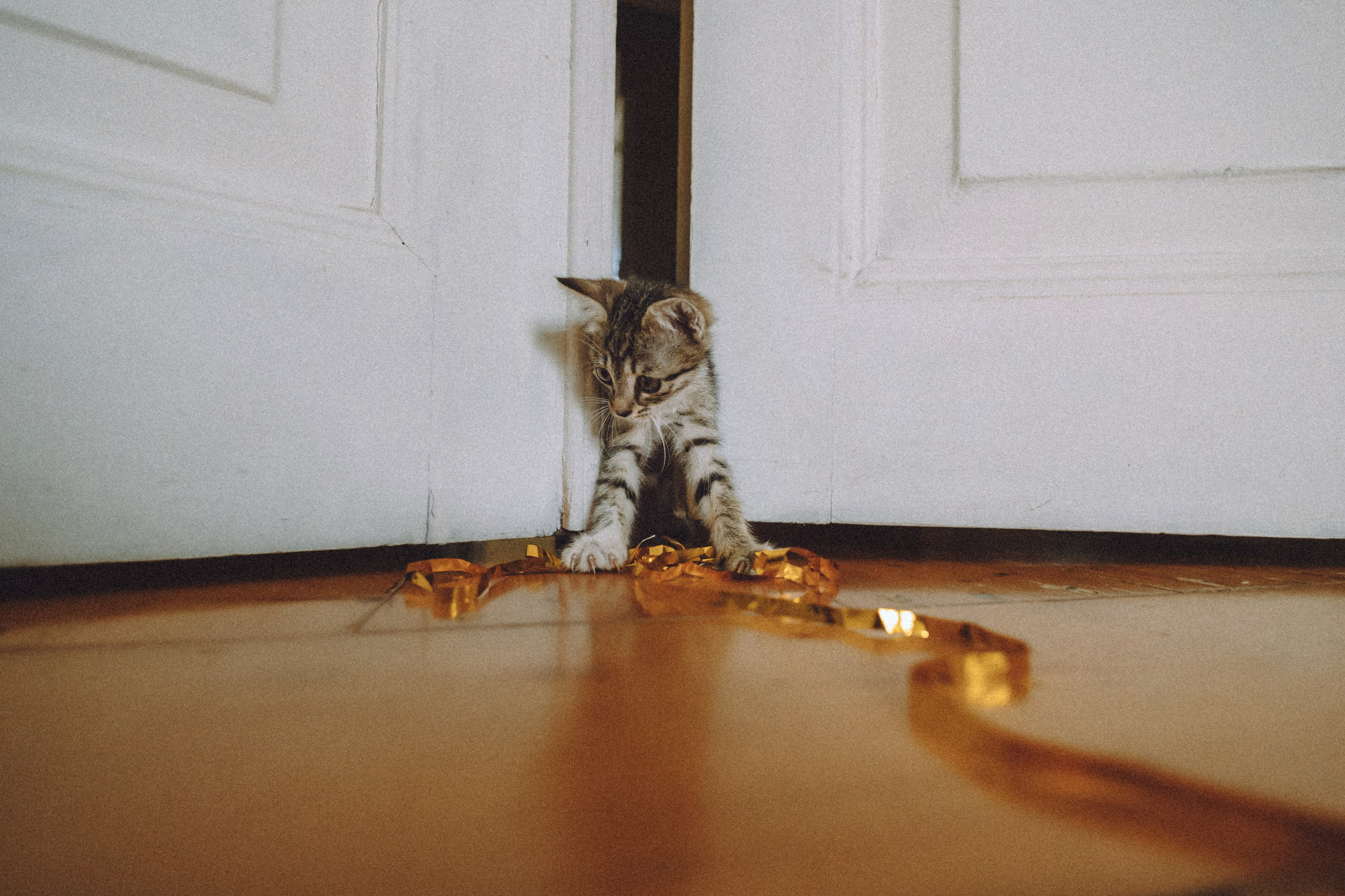 Более 30 идей для фотосессии с котенком