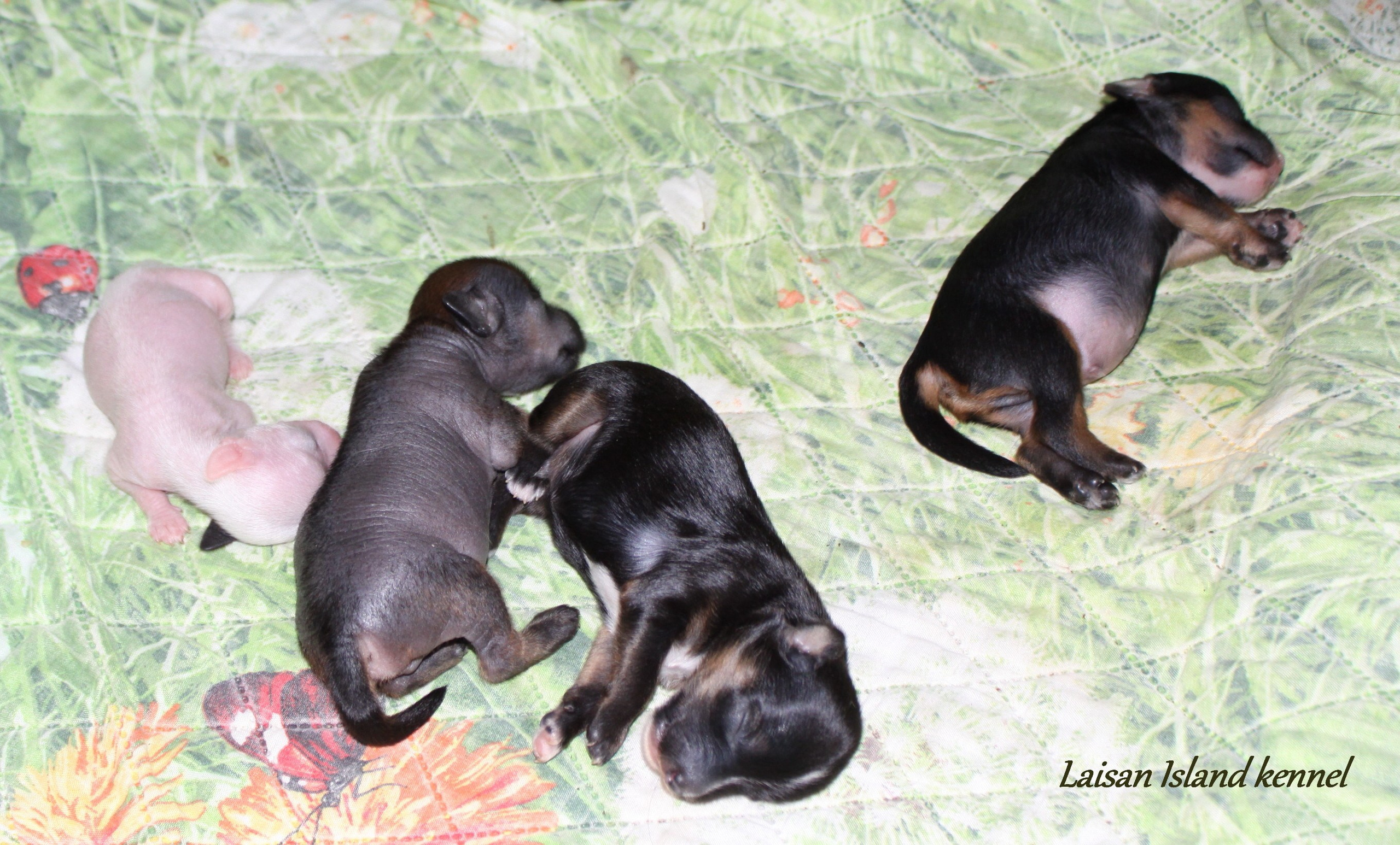 The puppies are one week old