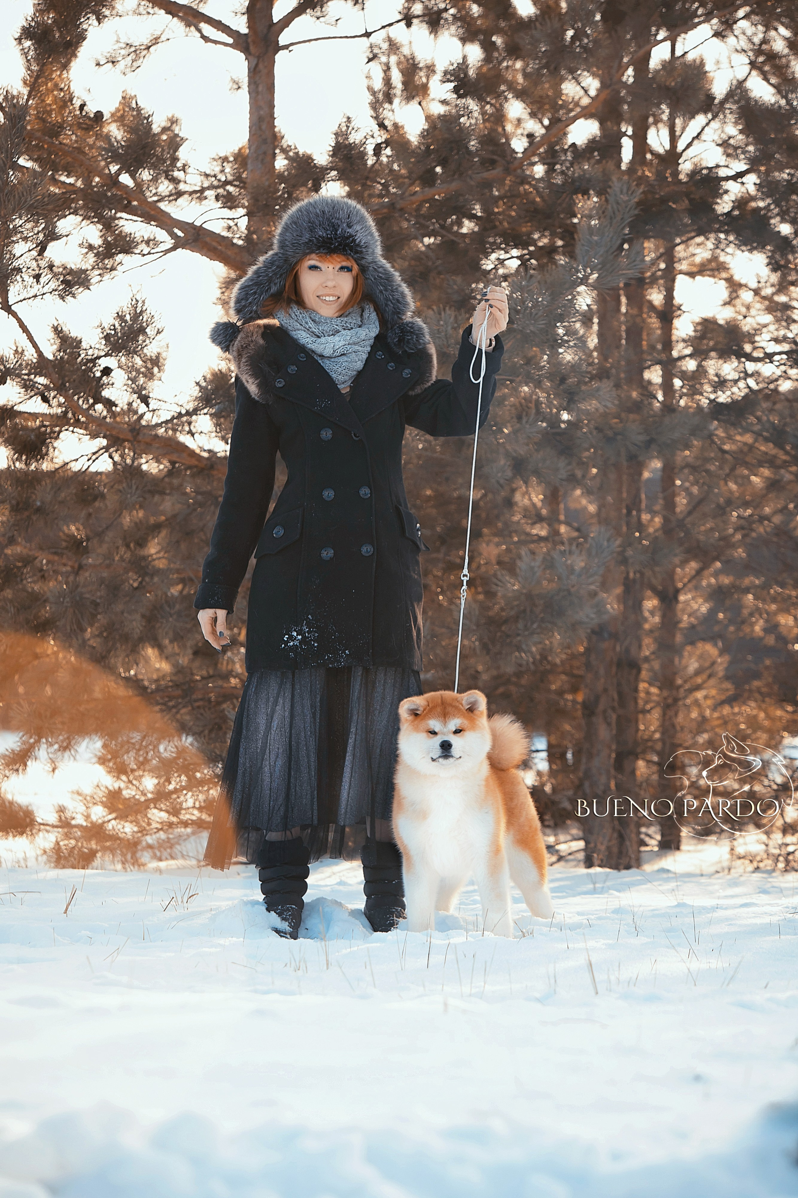 Kawaii Kuma питомник собак пород Корги пемброк, Акита ину, Сиба