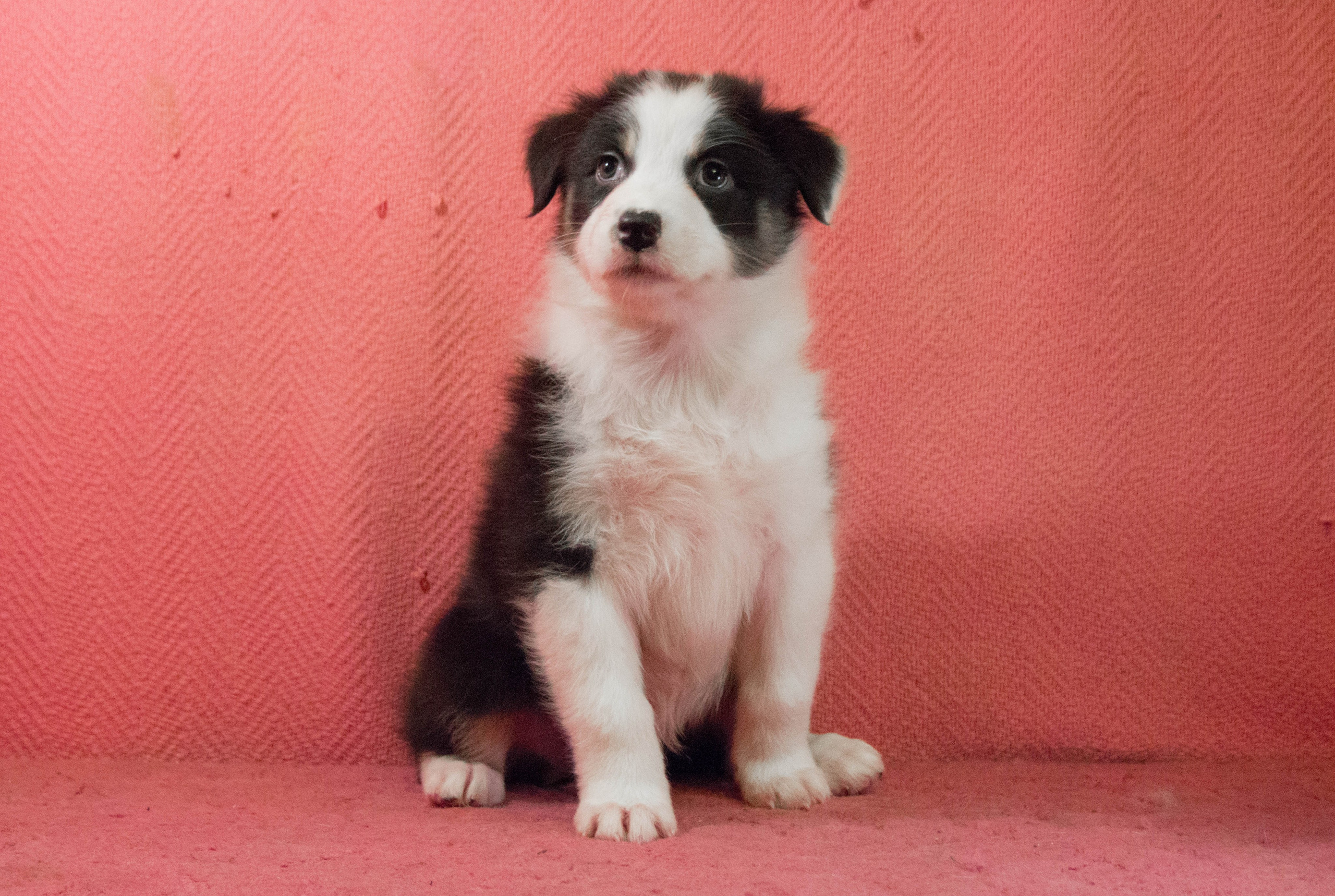 Ива. BLGKV питомник собак