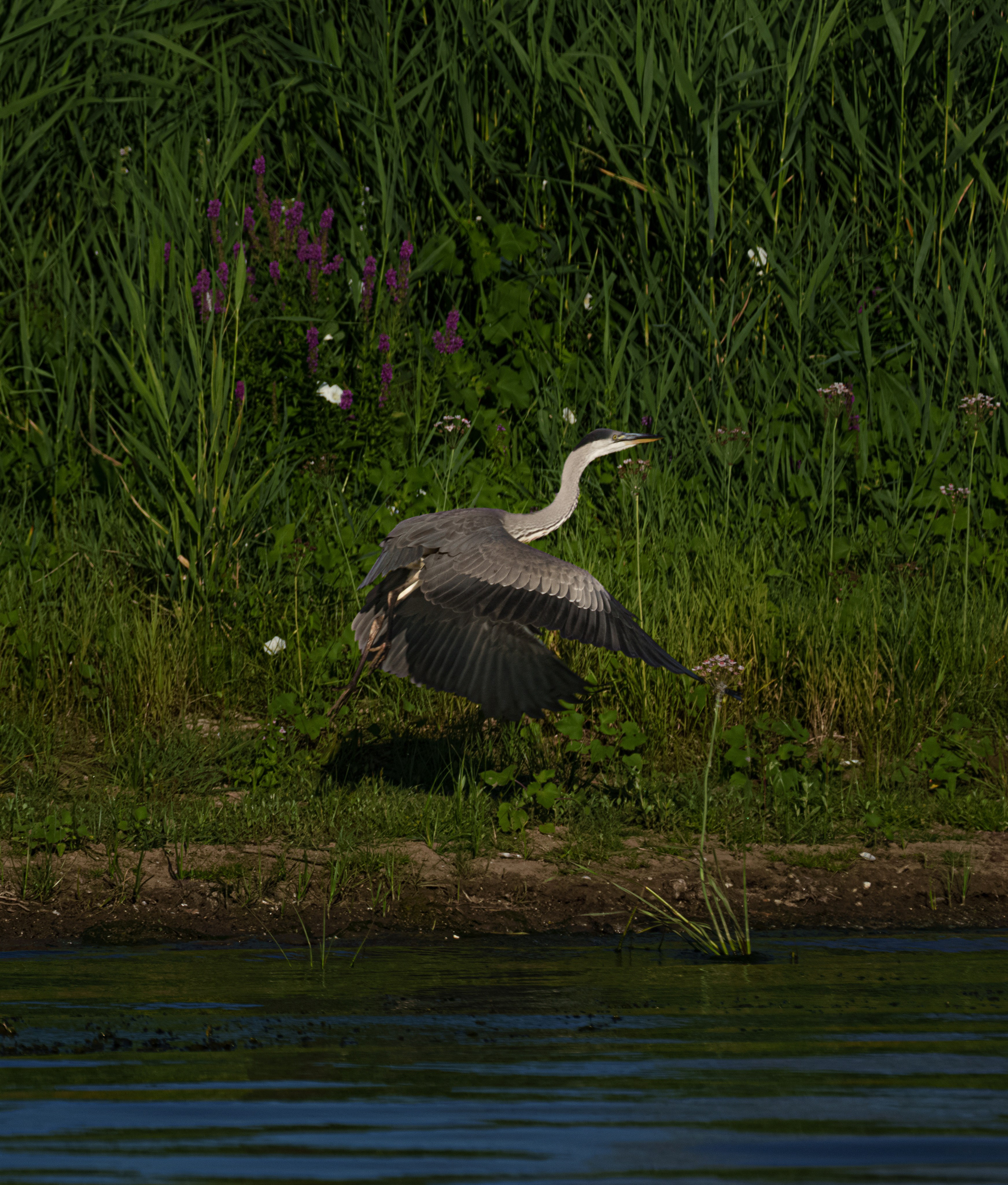 Барханы и лотосы. Июль–Август