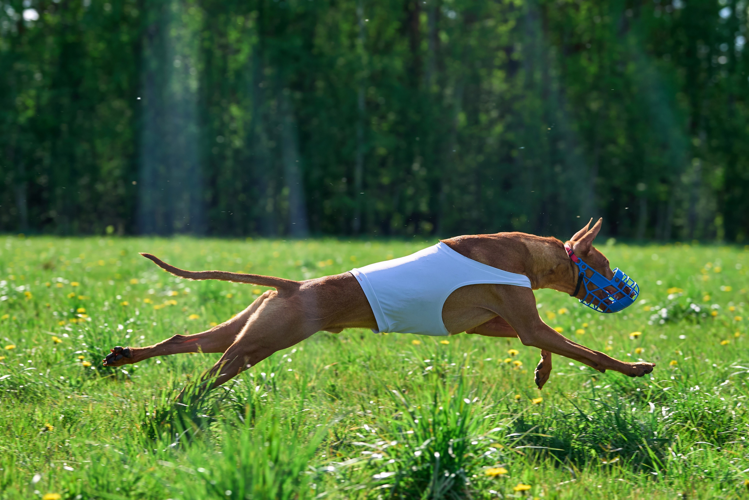 Квалификация по курсингу Донино. Фотограф-анималист Михаил Манухин