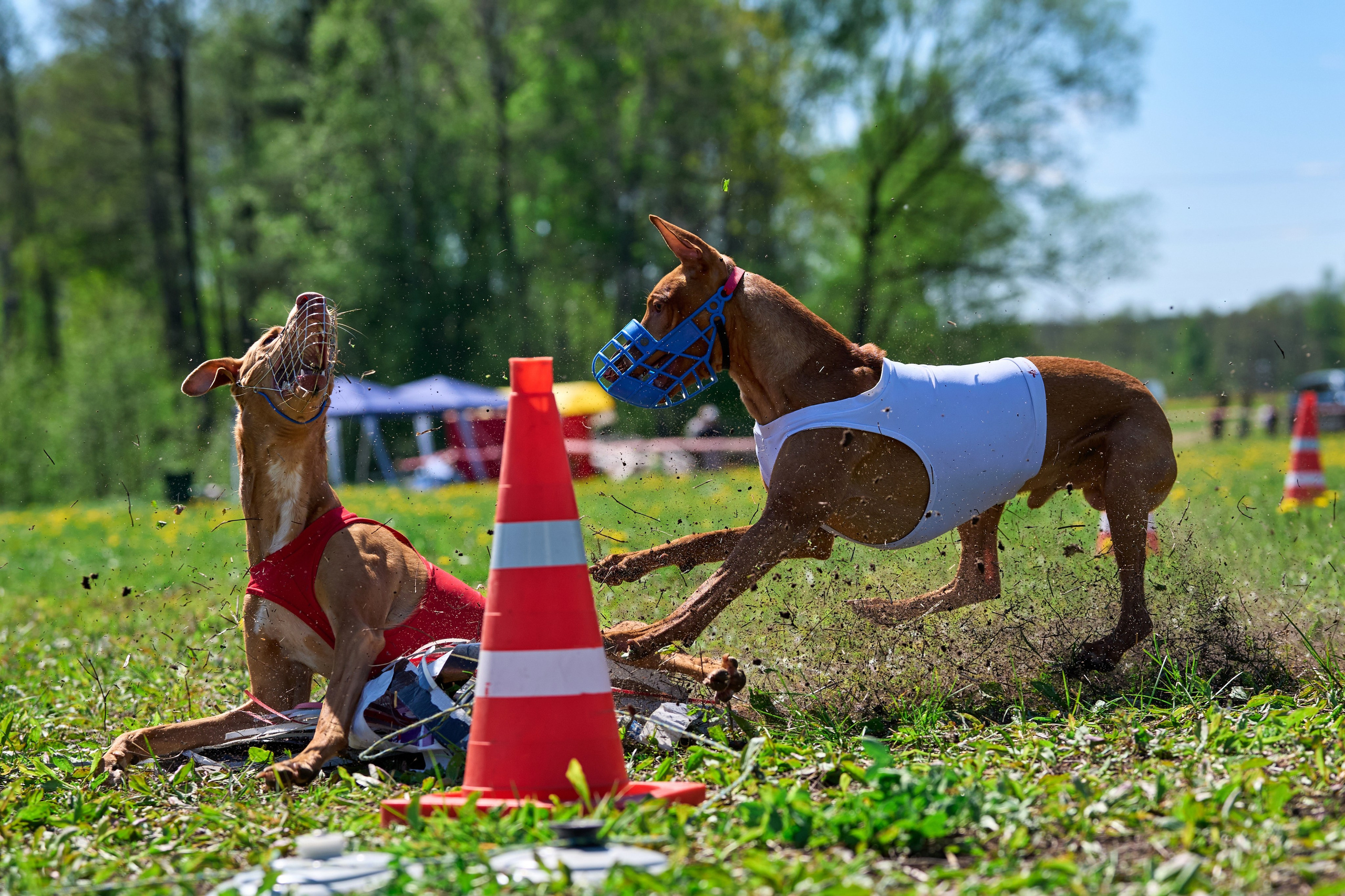 Квалификация по курсингу Донино. Фотограф-анималист Михаил Манухин