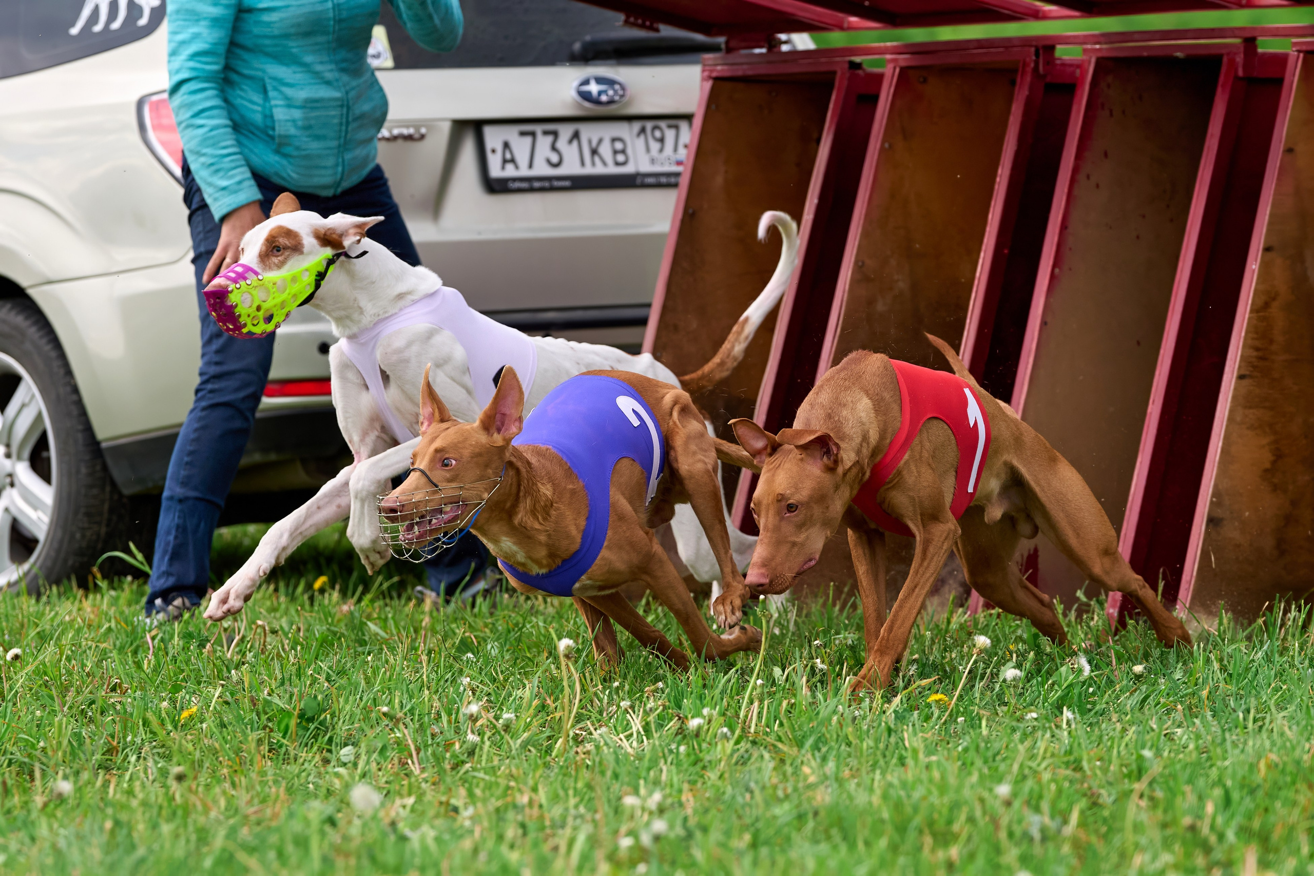 Квалификация по рейсингу. РАЛББ и Курсинг на Ярославке. Фотограф-анималист Михаил Манухин