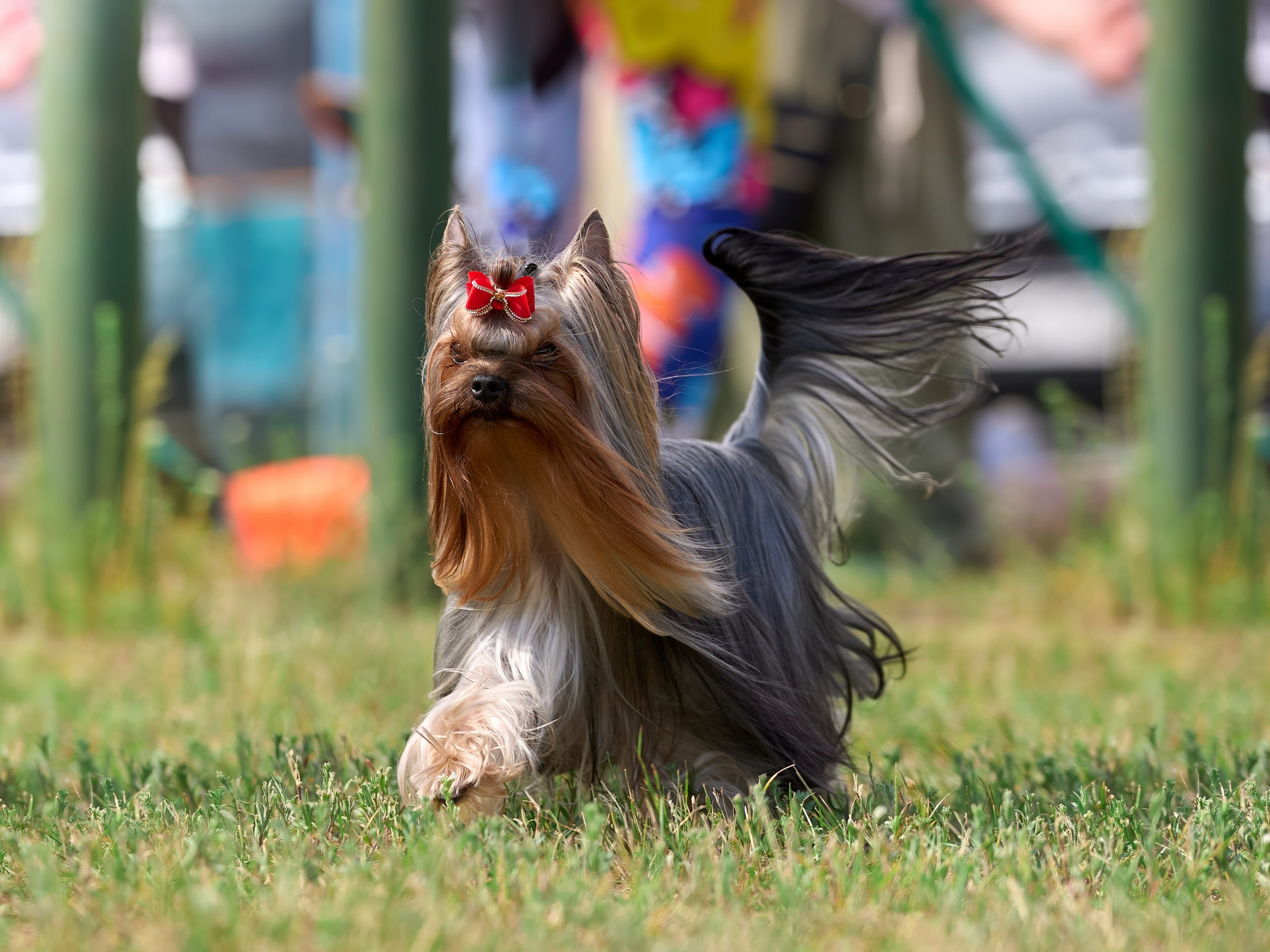 Выставка «ИЗ СОЗВЕЗДИЯ БОЛЬШОГО ПСА 2024». Фотограф-анималист Михаил Манухин