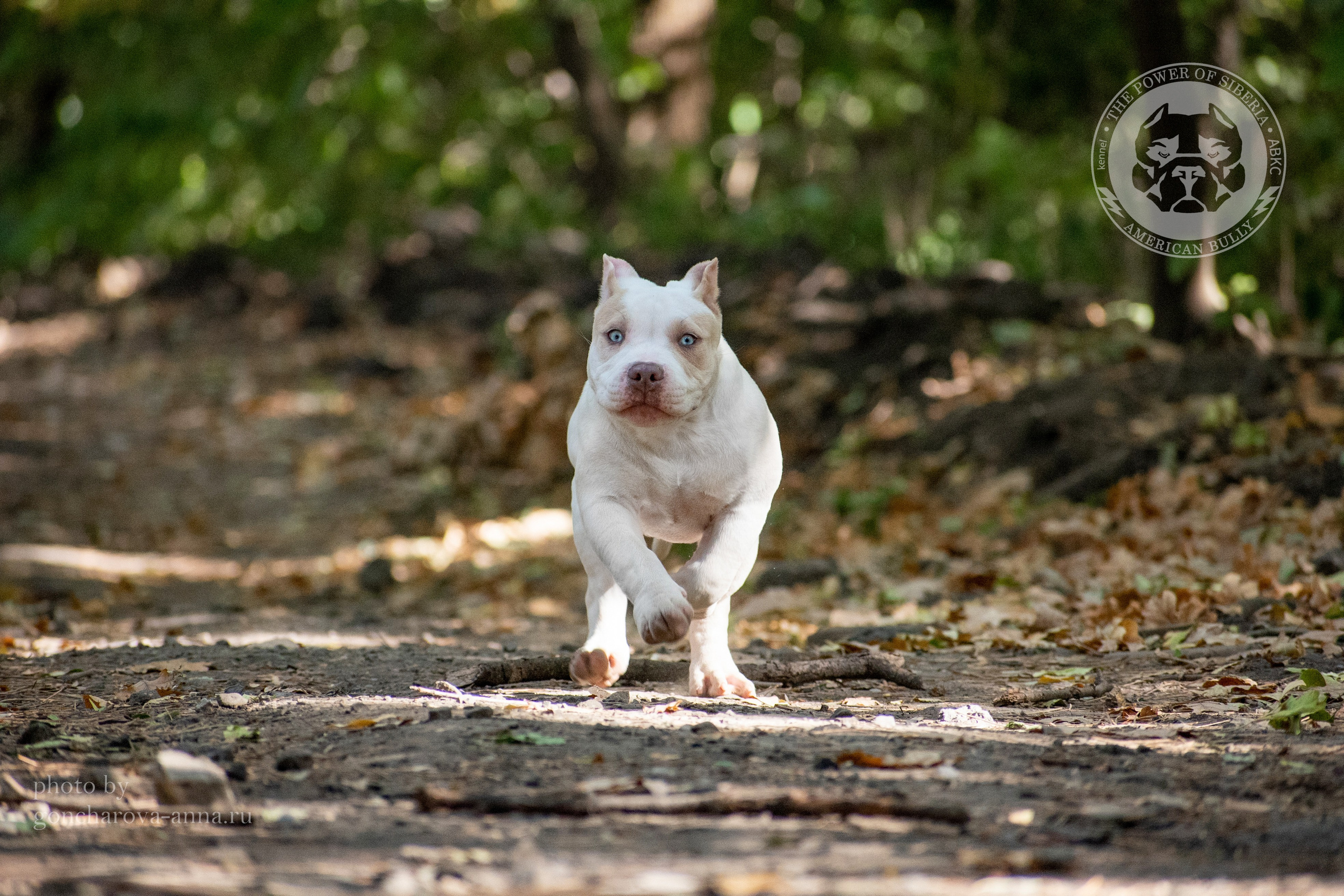 Кобель для вязки American Bully в Луганске