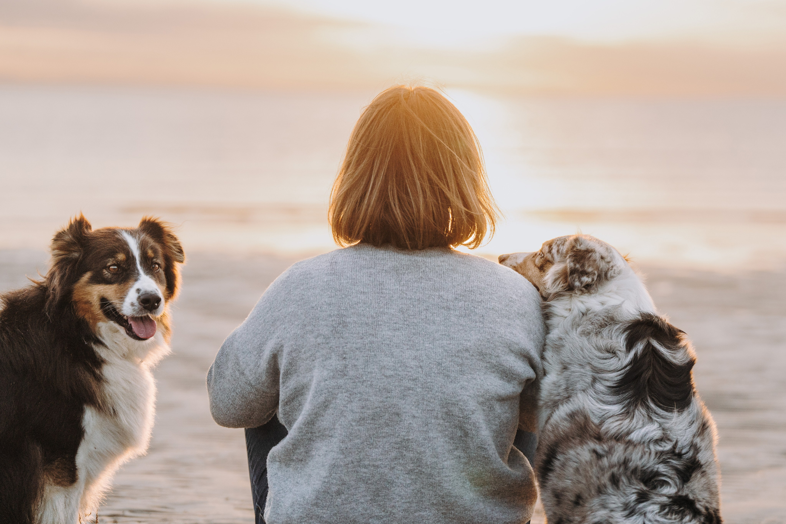 Цены за фотосессию с собакой. Фотограф анималист в Спб недорого Олеся Майорова