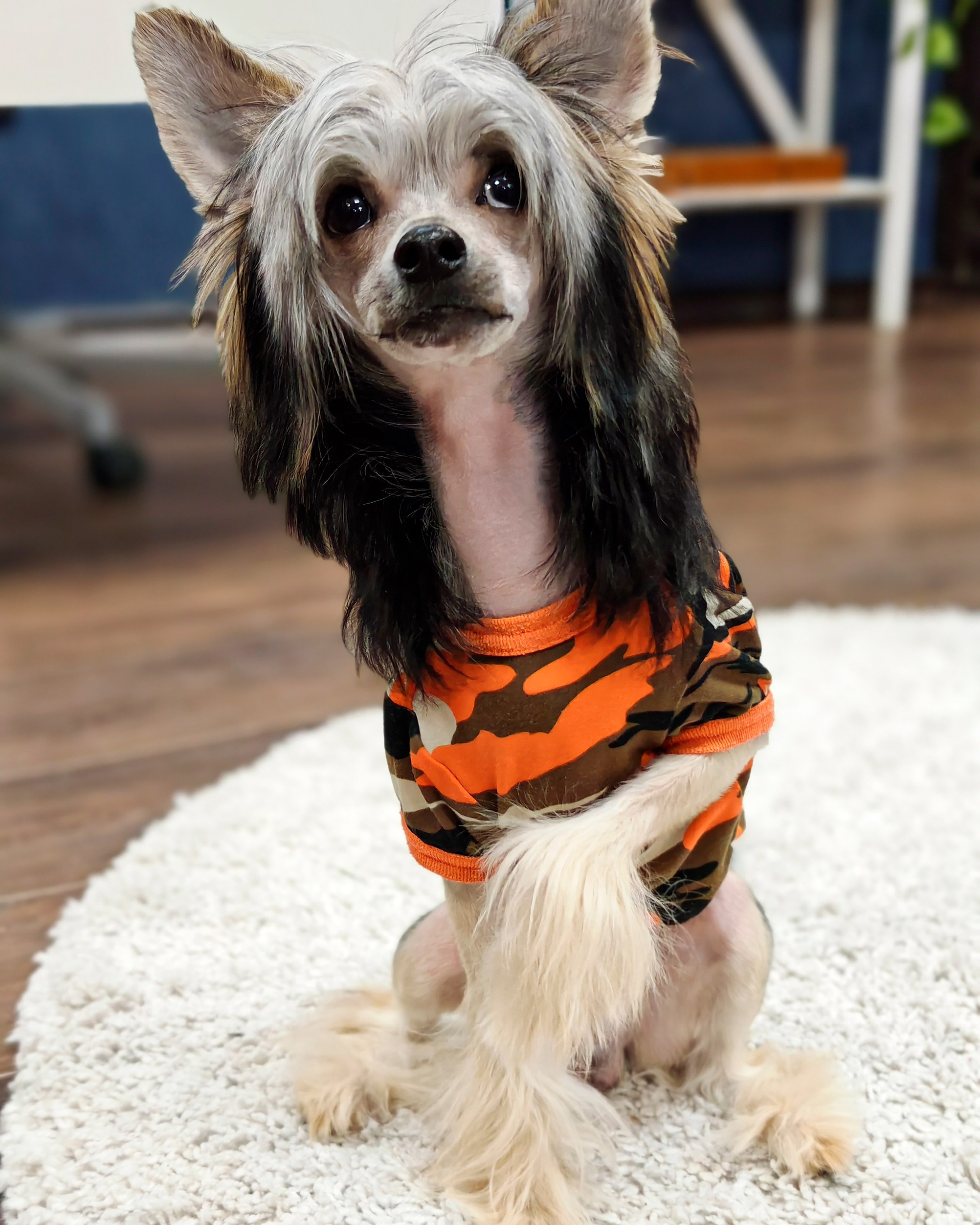 Фотосессия. Привет от Франклина!. Питомник китайских хохлатых собак Poale Ell: купить щенка