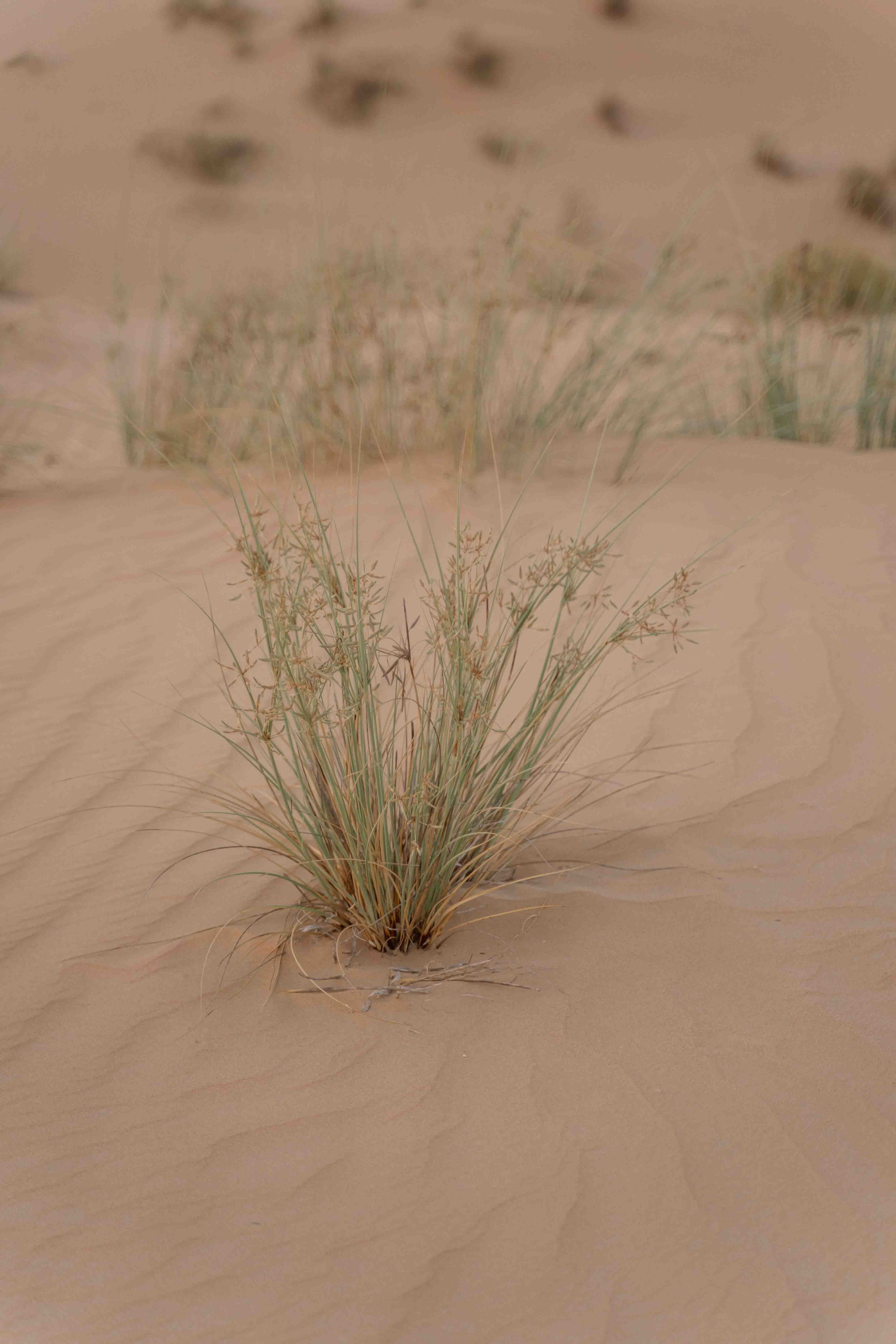 Фотосессия в пустыне ОАЭ с трансфером, выезд из Абу-Даби, Дубая, Фуджейры и других эмиратов. Дорога до пустыни занимает около 1 часа.