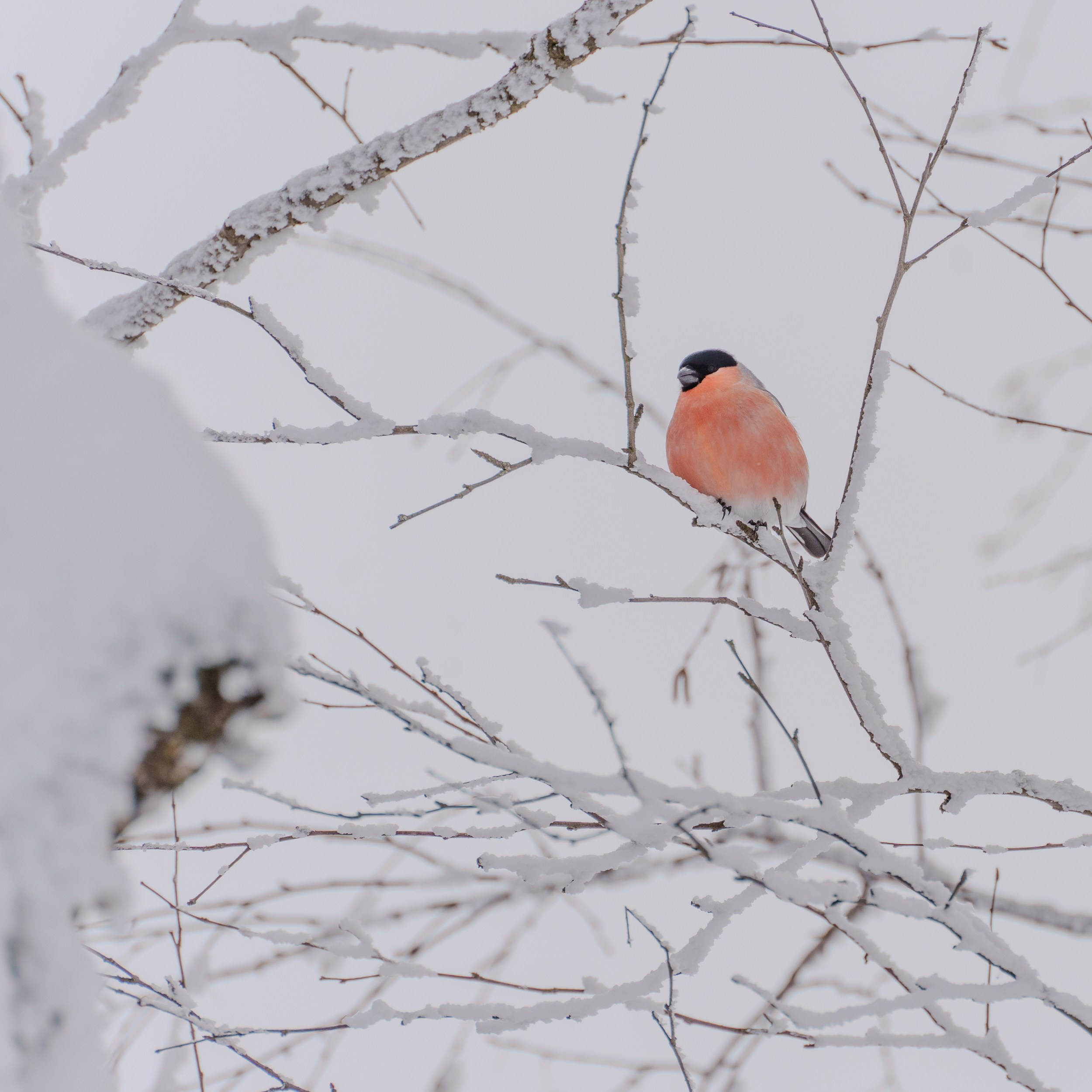 Зимняя сказка Пермского края