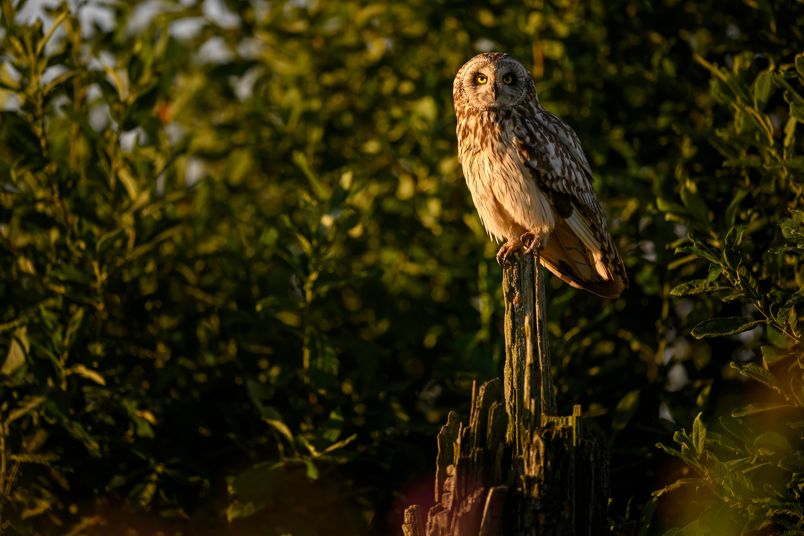 Сова и совята. Owl and owlets. Фотограф Сергей Пупонин