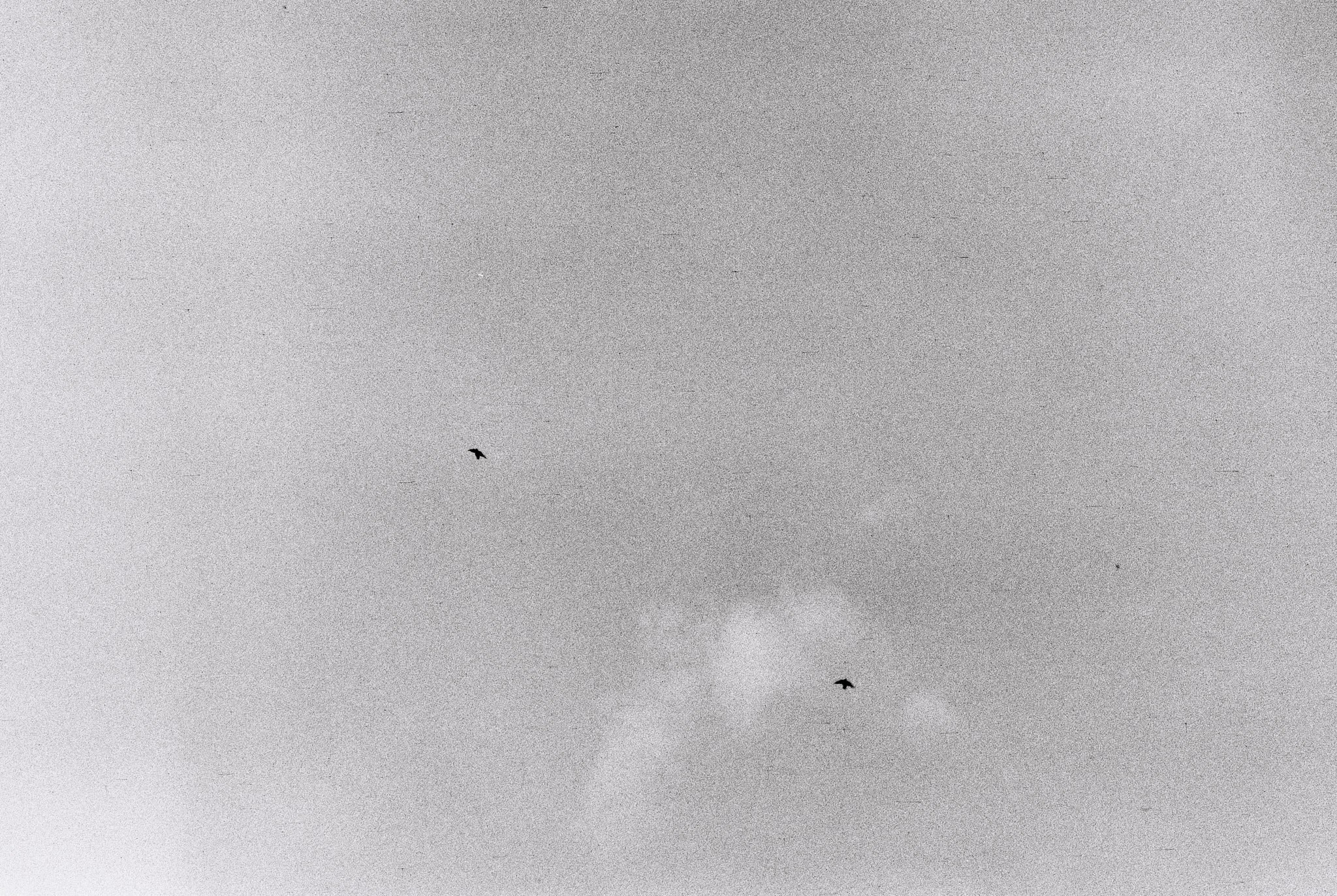 Пьюти-фьют. Игорь Скабелин