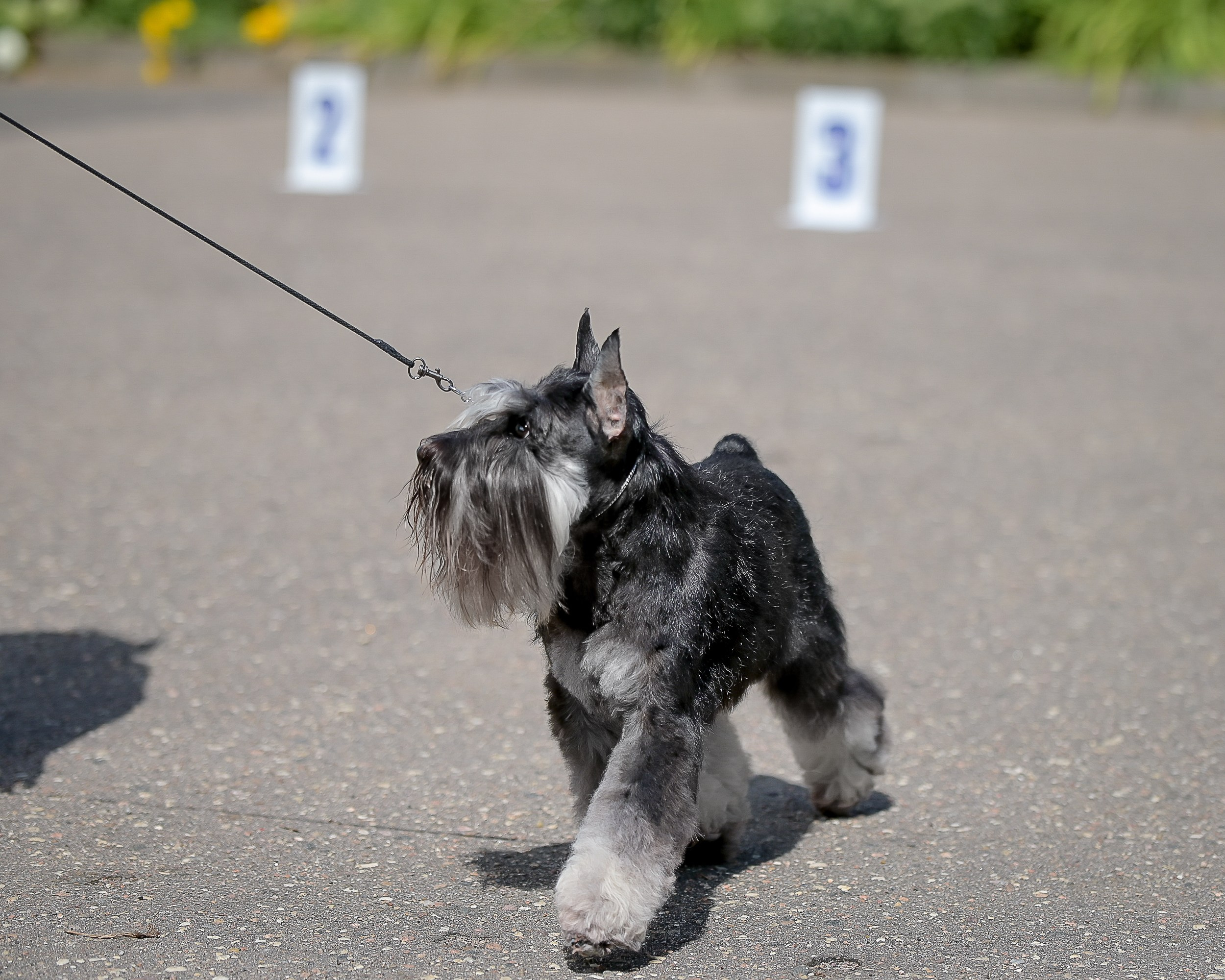 Софи/Asson Ari Vivien Marceau. Питомник цвергшнауцеров в Беларуси «Делинсо Бэлэнс»