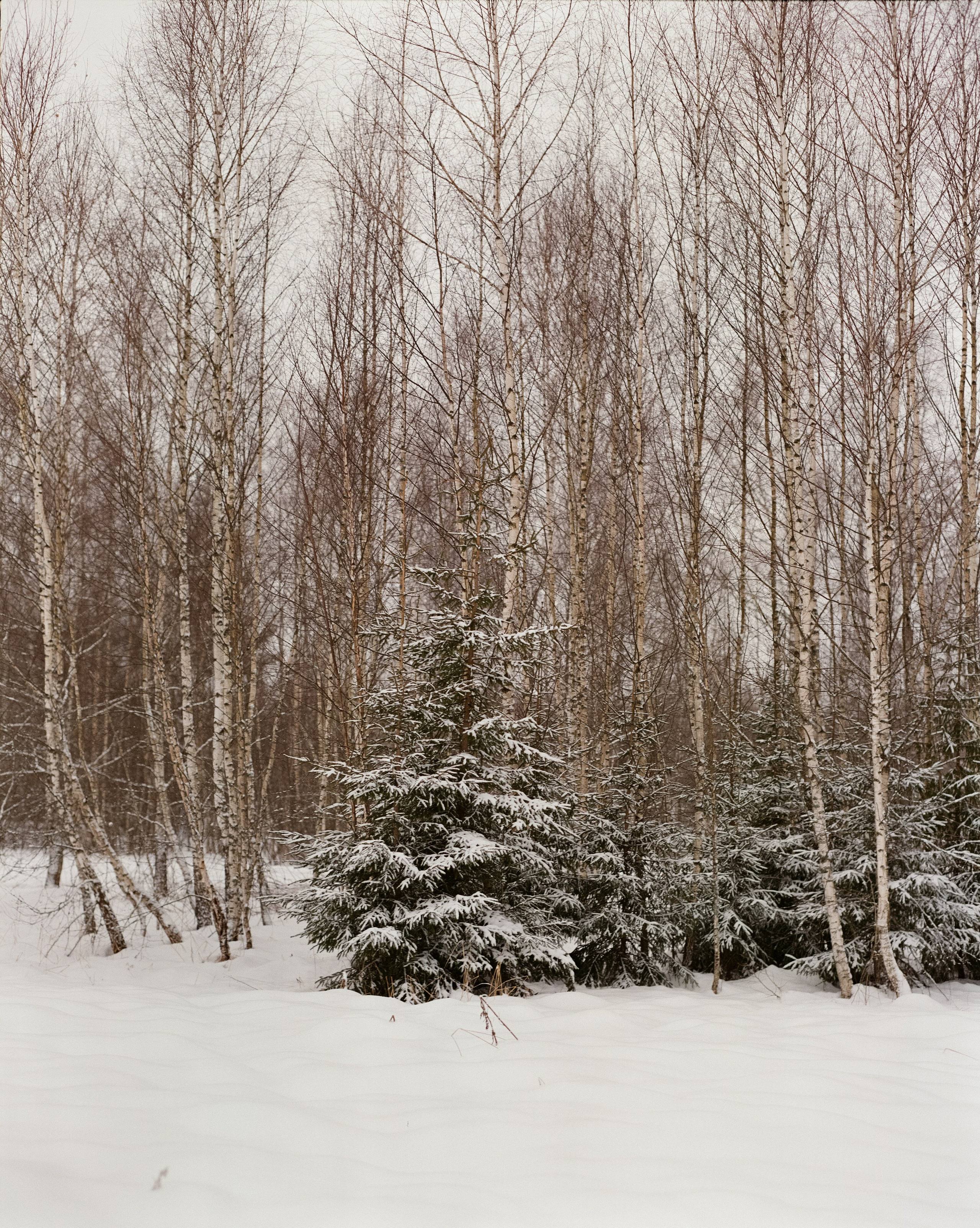 Pentax 67 — SMC Pentax 67 105 mm f/2.4