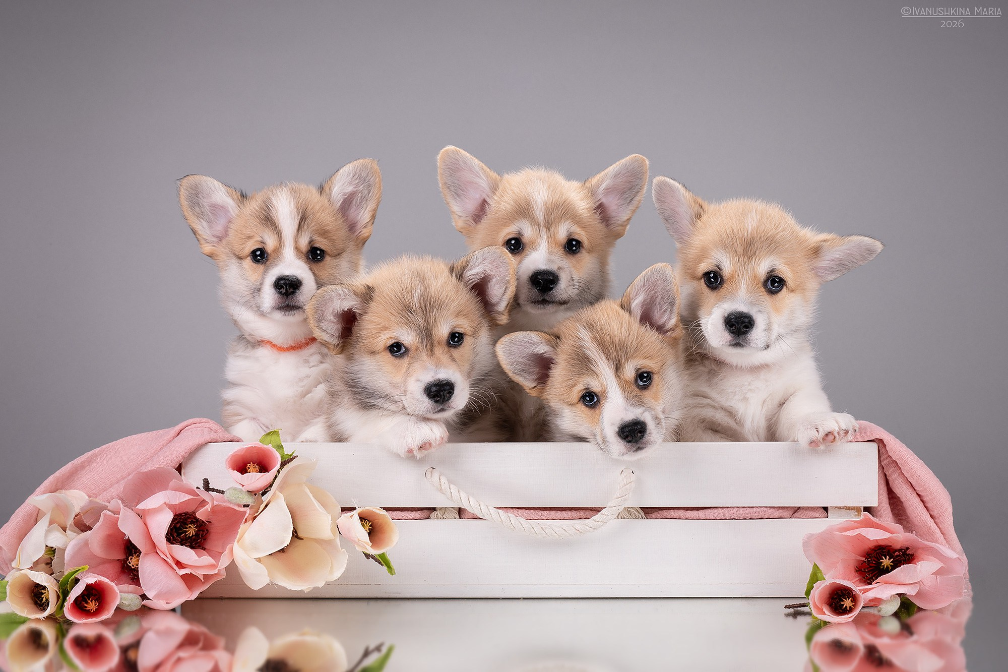 Фотосессия щенков на фонах. Фотограф собак в Москве и Московской области Иванушкина Мария