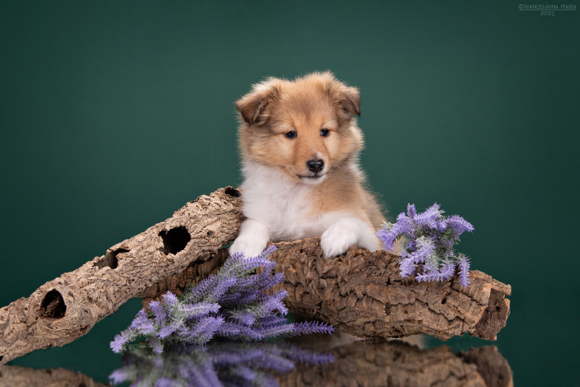 Фотосессия щенков на фонах. Фотограф собак в Москве и Московской области Иванушкина Мария