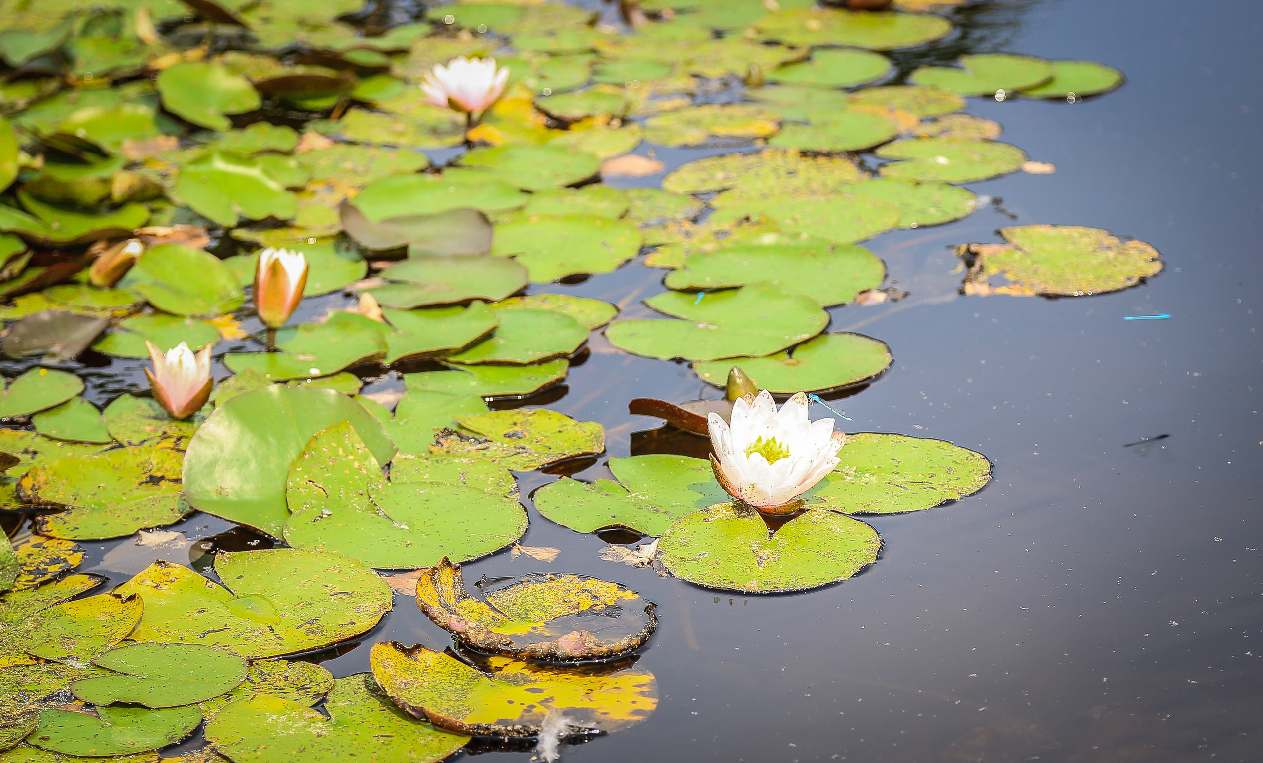 Австрия: Вена — знакомство. Дарья Письменюк / Darya Leitstern — фотограф, музыкант, журналист, путешественник