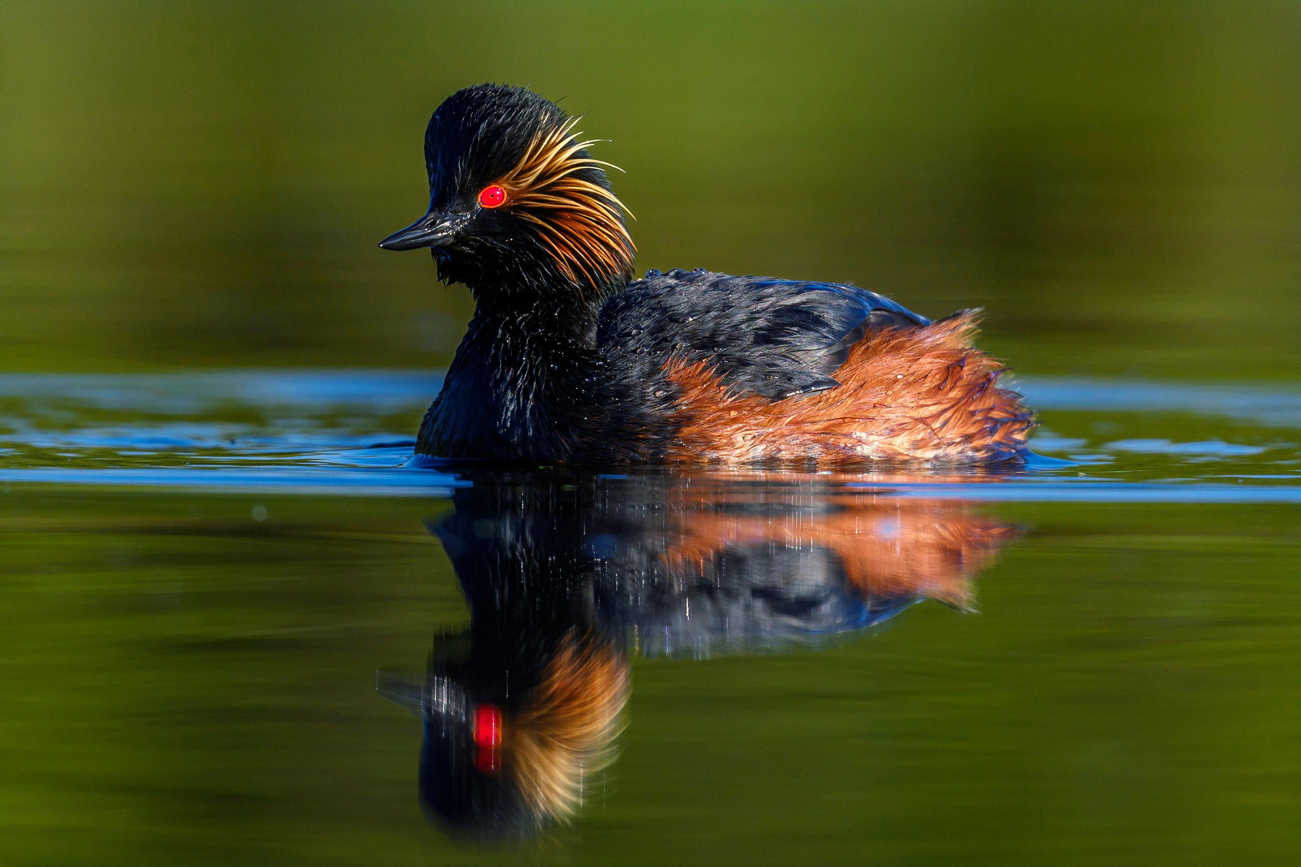 Ну как можно было назвать ее поганкой?!. Фотограф Сергей Пупонин