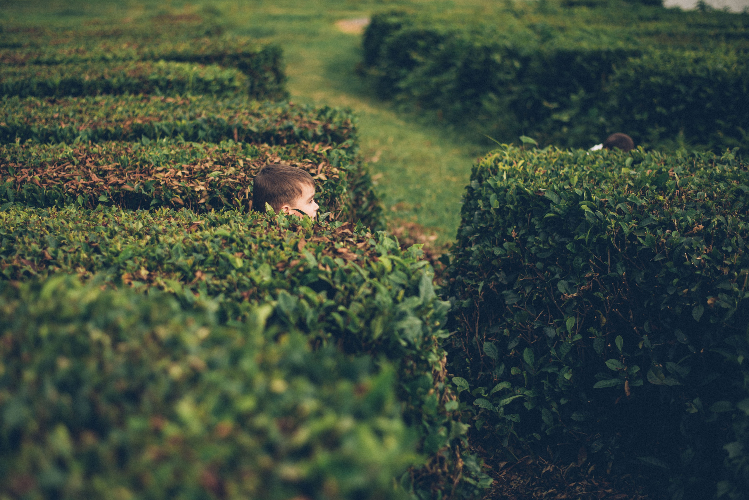 Фотосъемки в горах на чайных плантациях Сочи. Фотограф в Сочи — Маргарита Поганова