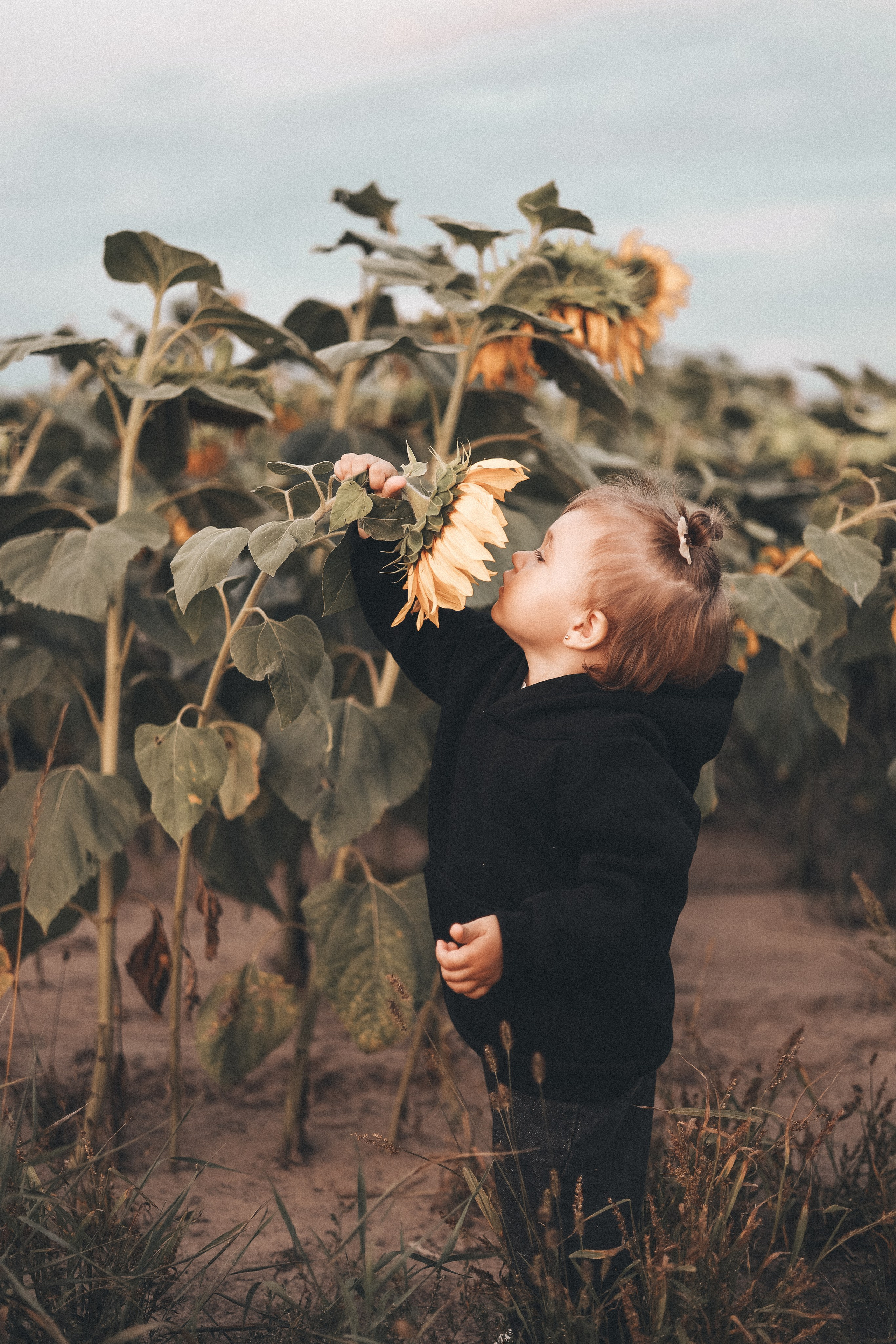 Подсолнухи 🌻. Мария Бриль семейный и детский Lifestyle фотограф Москва