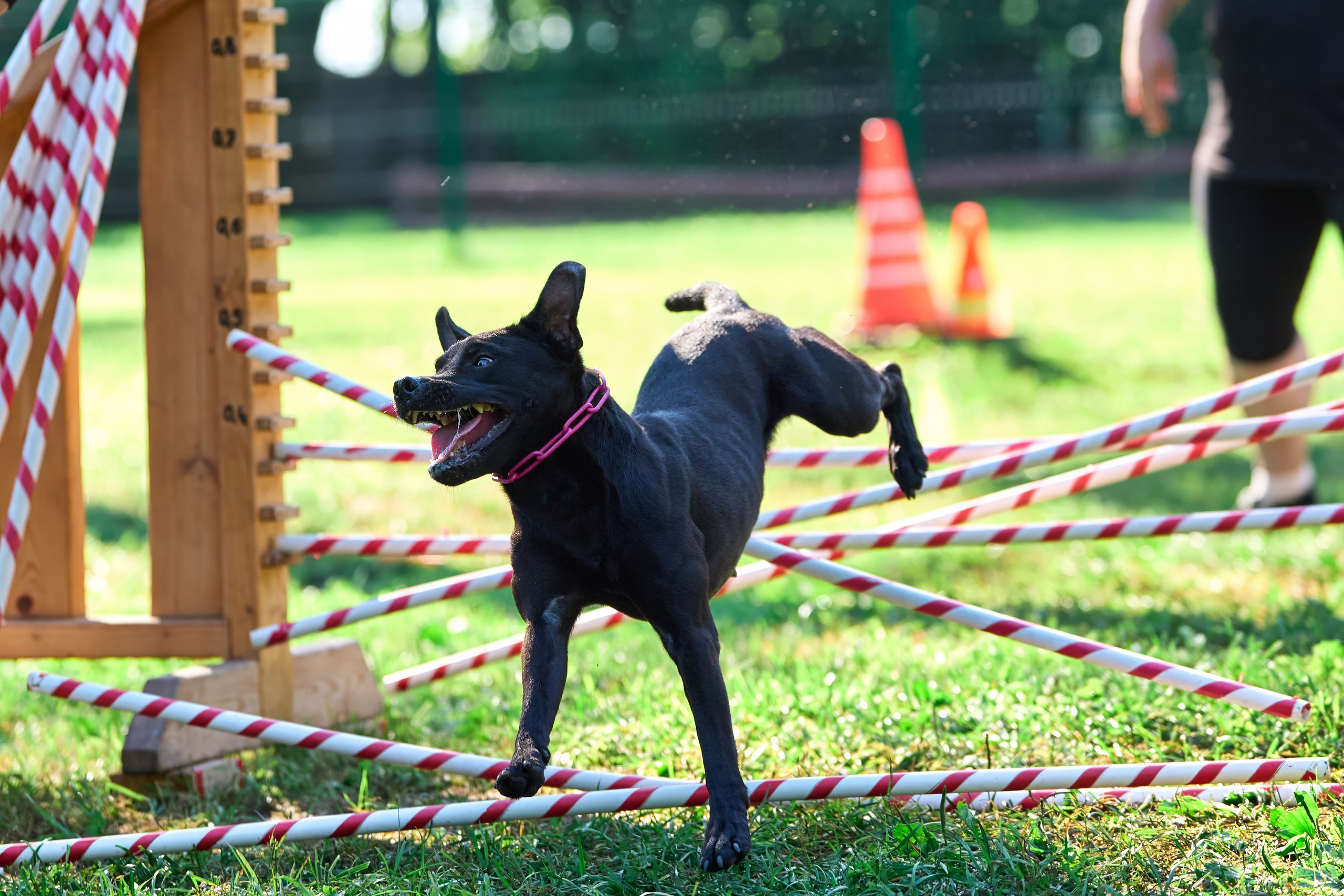 Jump'n'Gym JUMP! — 2024. Фотограф-анималист Михаил Манухин