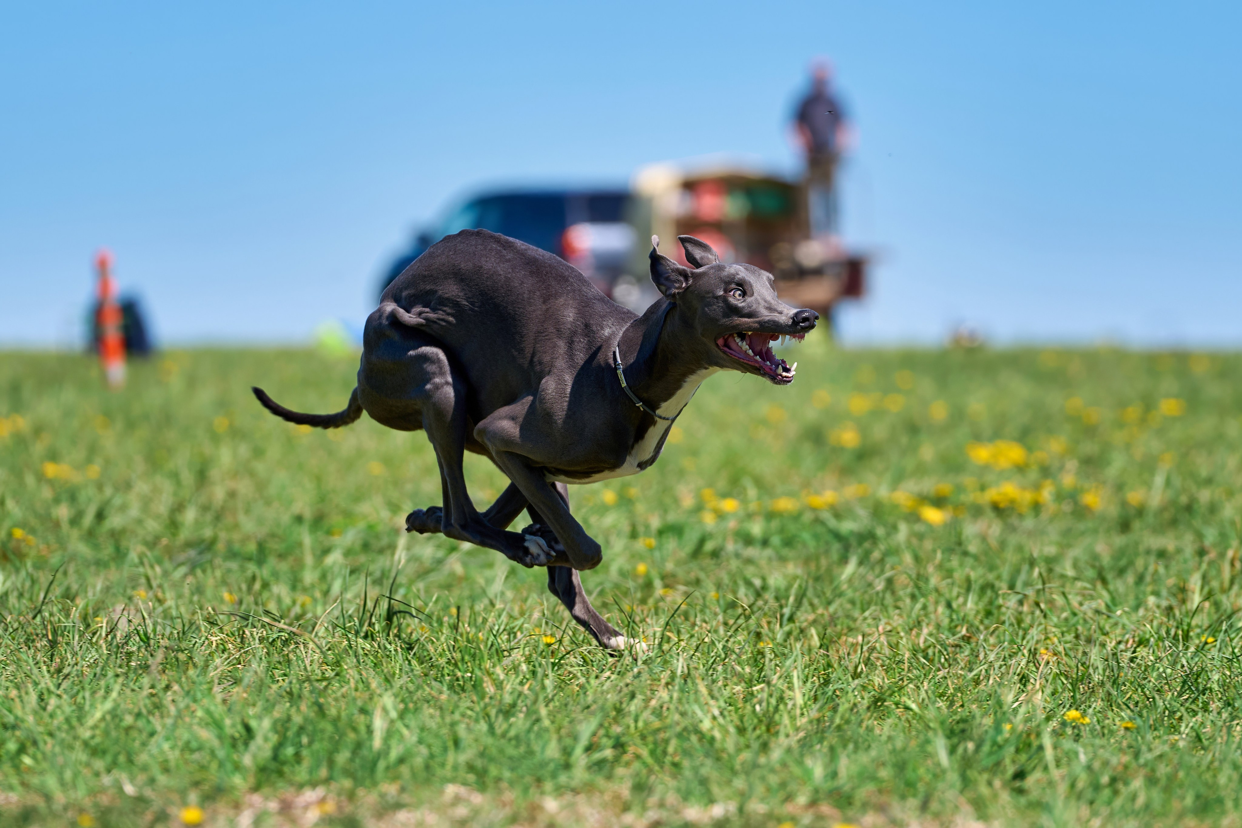 Тренировка по курсингу «на Ярославке». Фотограф-анималист Михаил Манухин